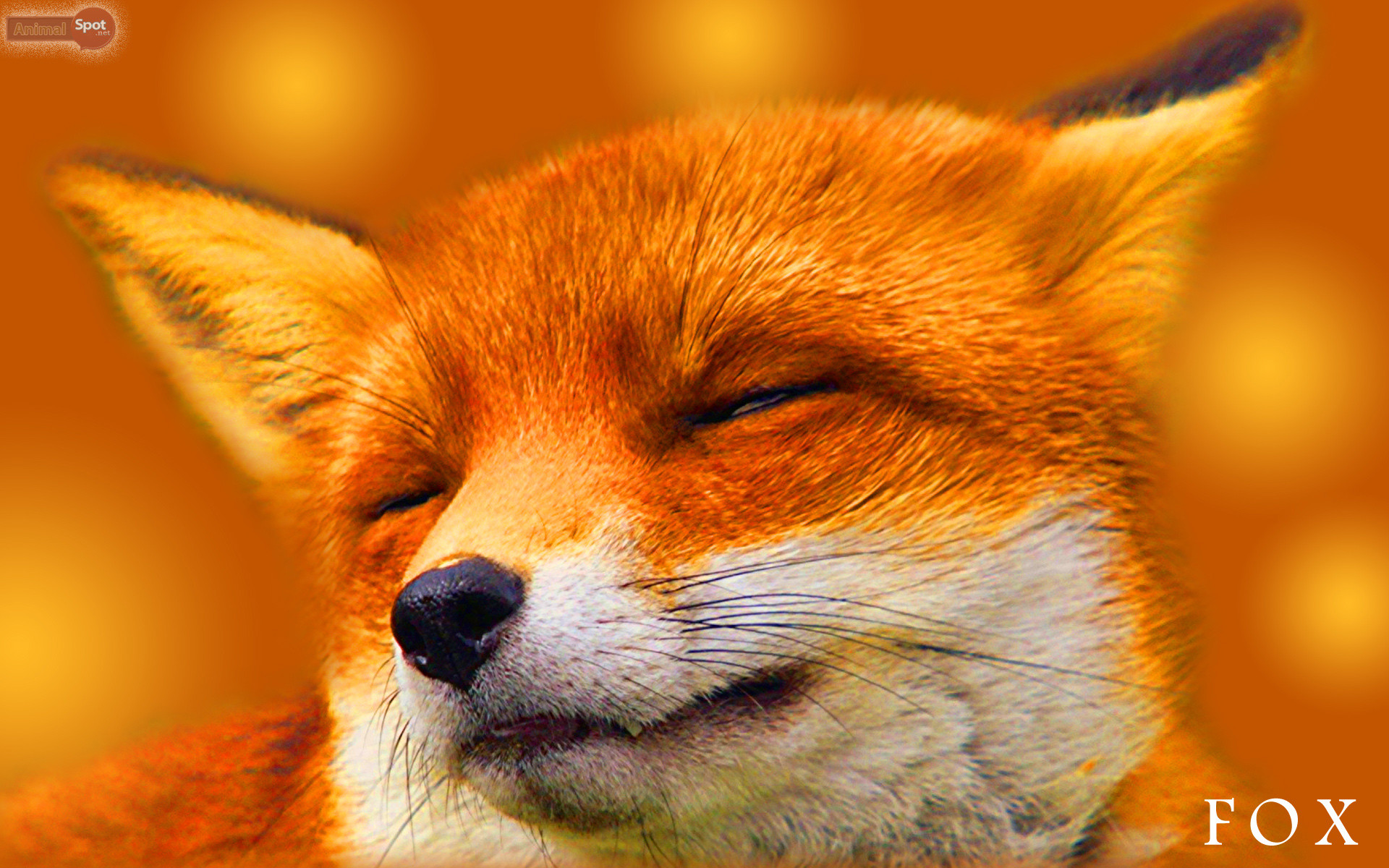 1920x1200 Best Fox Wallpapers and Backgrounds