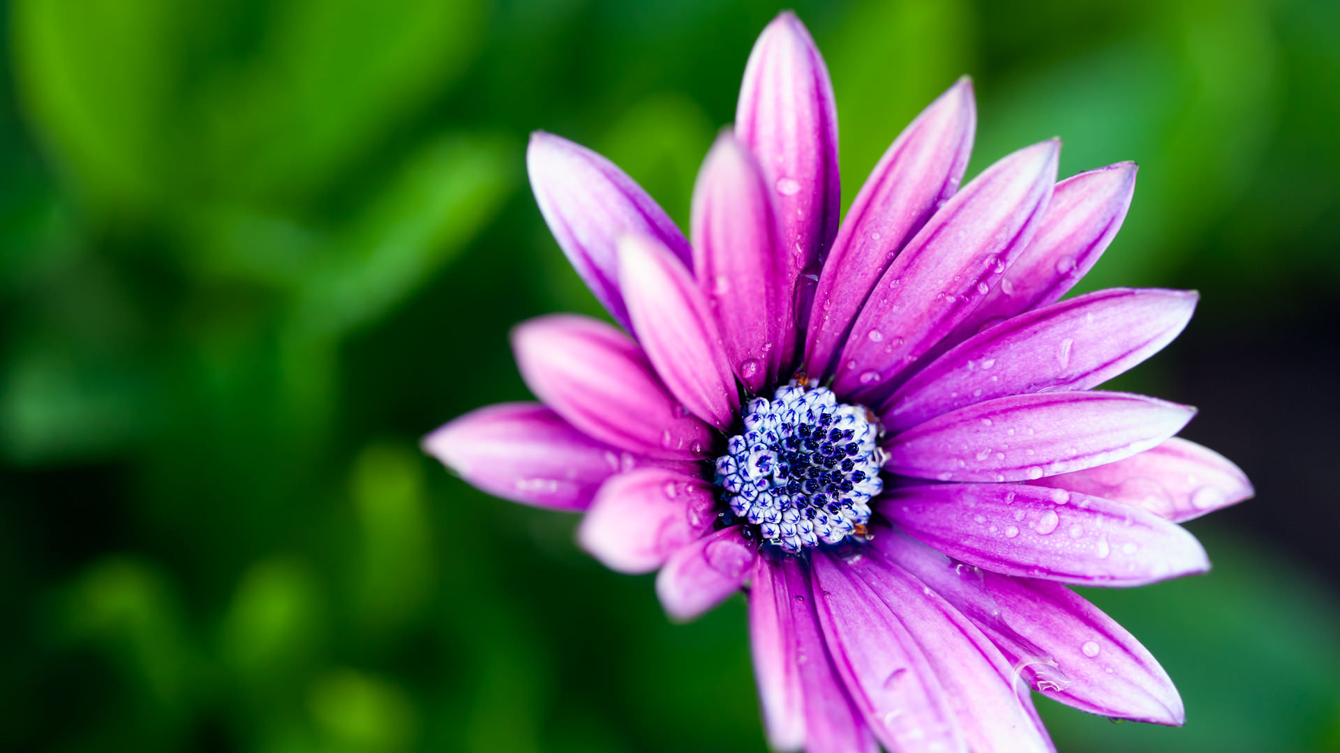 1920x1080 Free Purple Flower Background For You