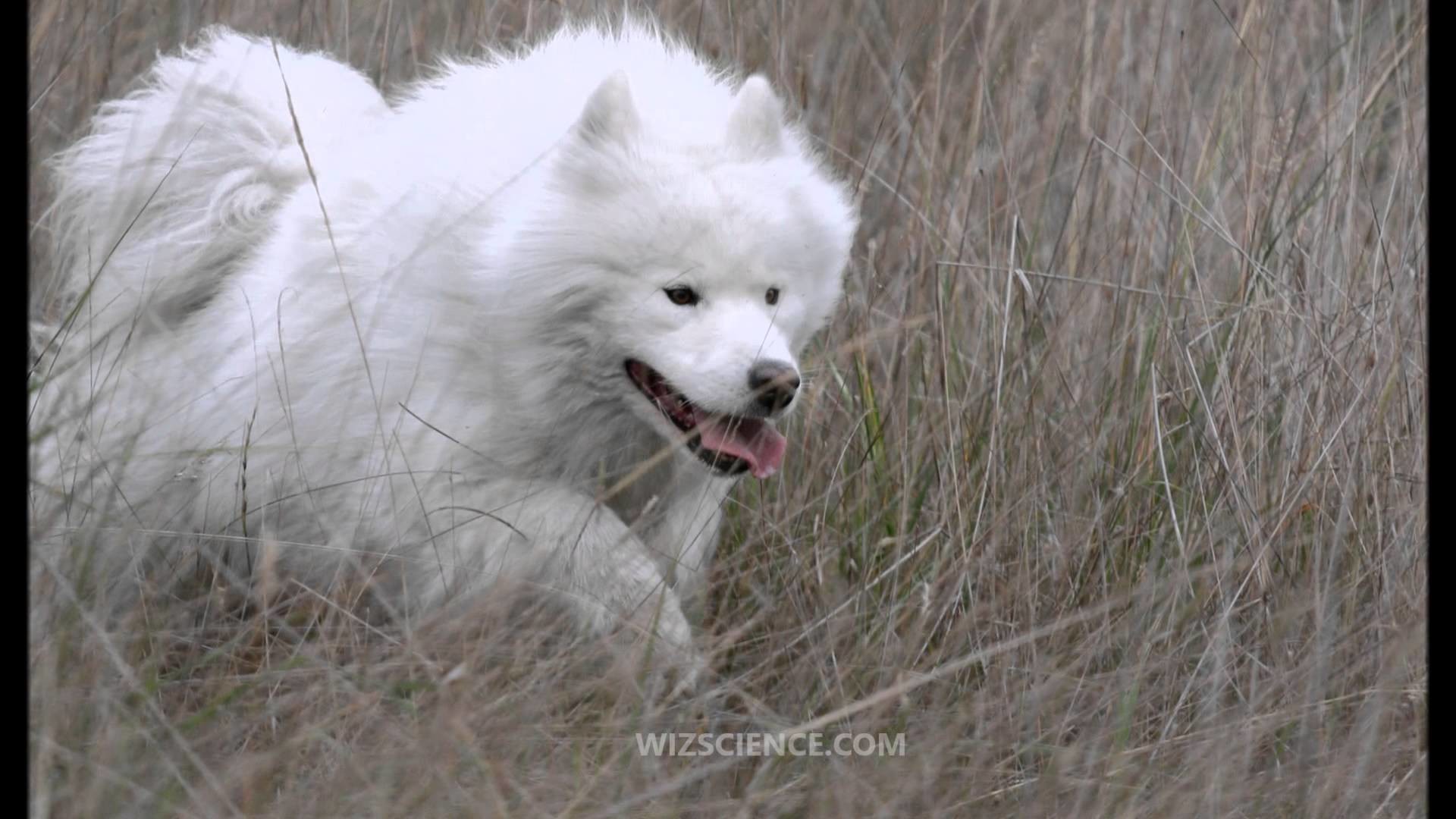 1920x1080 Samoyed (dog) - Video Learning - WizScience.com