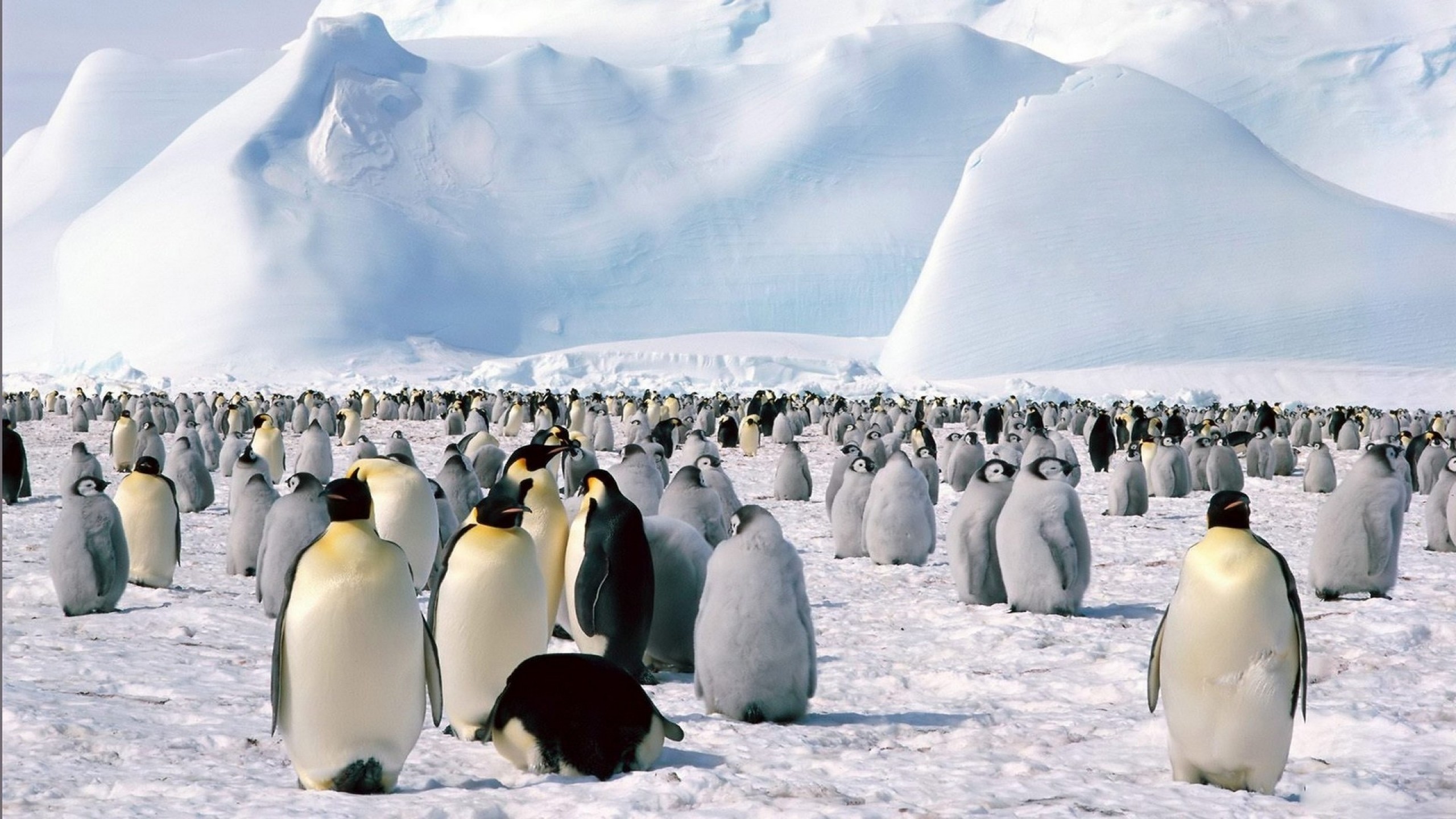 2560x1440 Preview wallpaper penguin, arctic, snow 