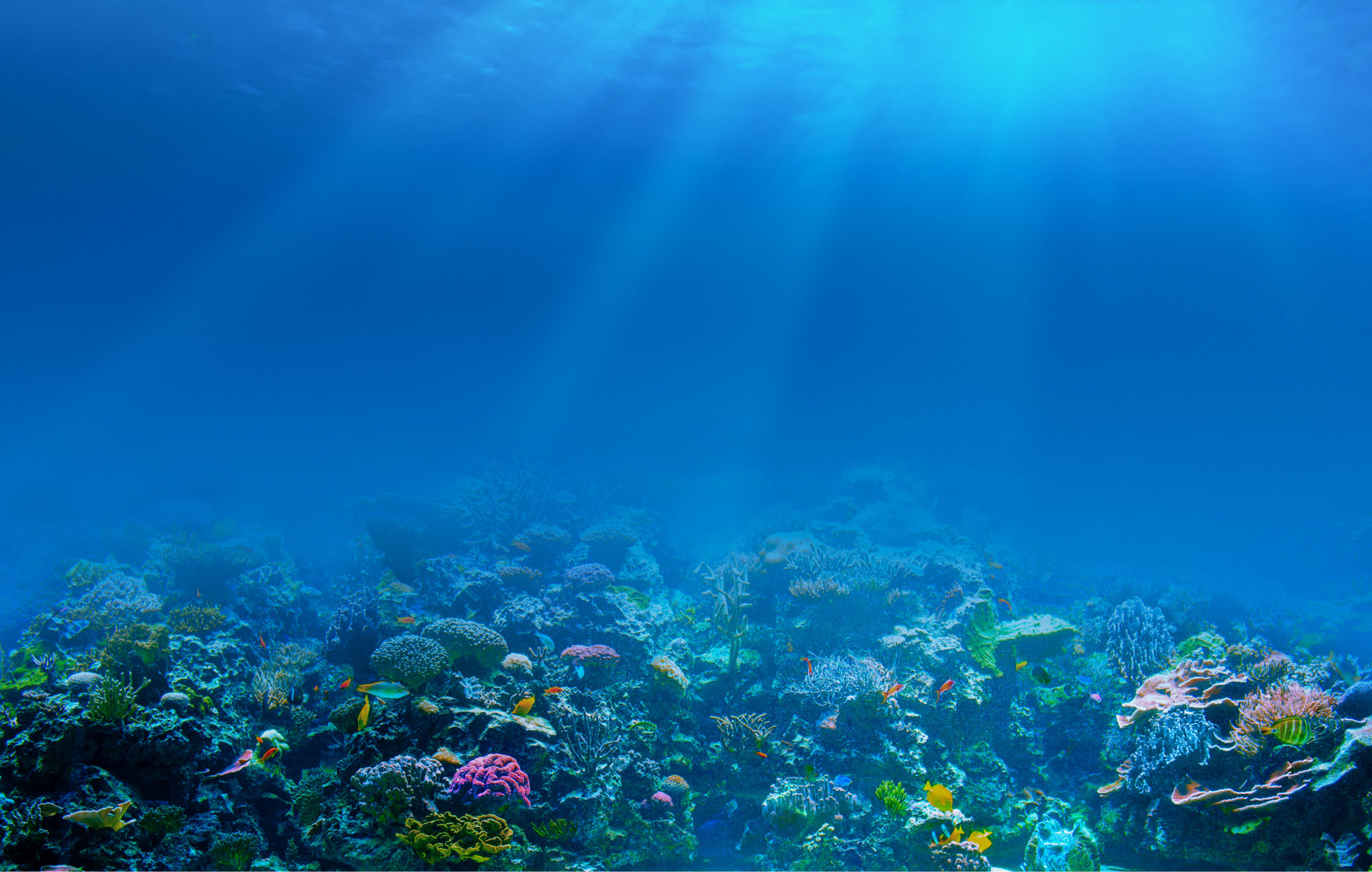 2000x1272 Underwater coral reef background