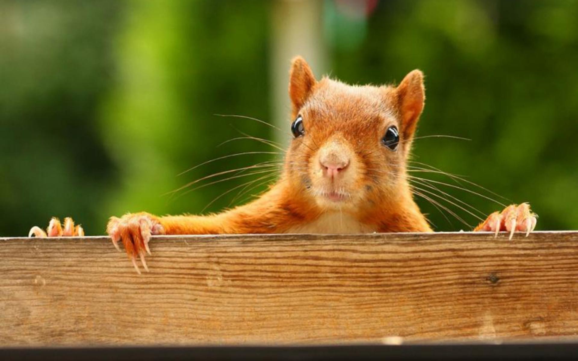 1920x1200 Squirrel HD Wallpapers and Pictures
