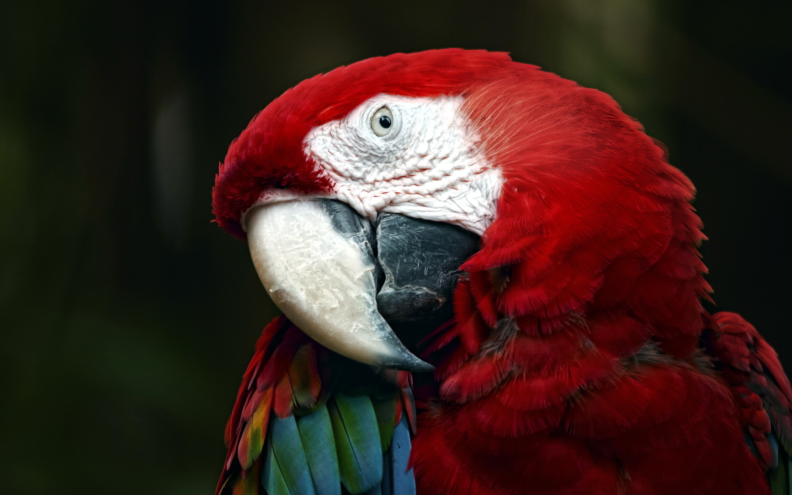 2560x1600 red macaw parrot. Â«Â«