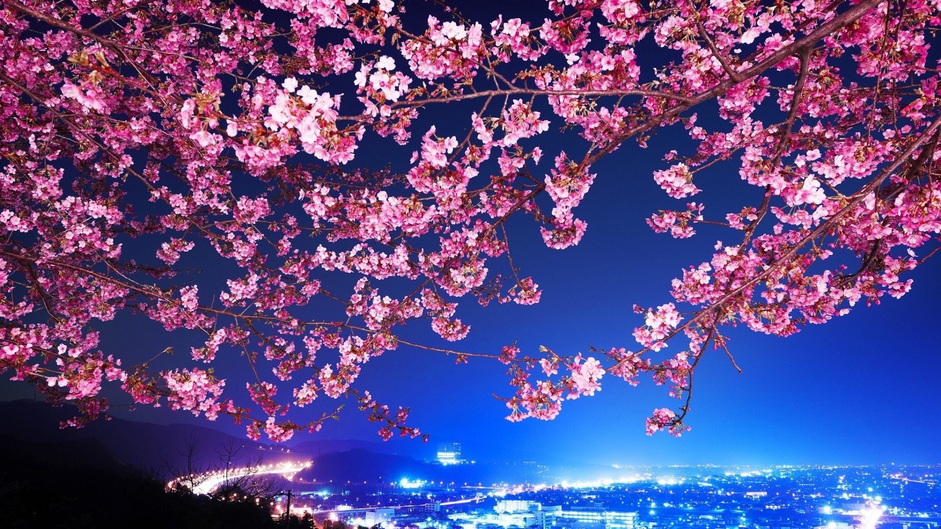 1920x1080 Cherry Blossom Â· Night Â· Wallpapers ID:937179