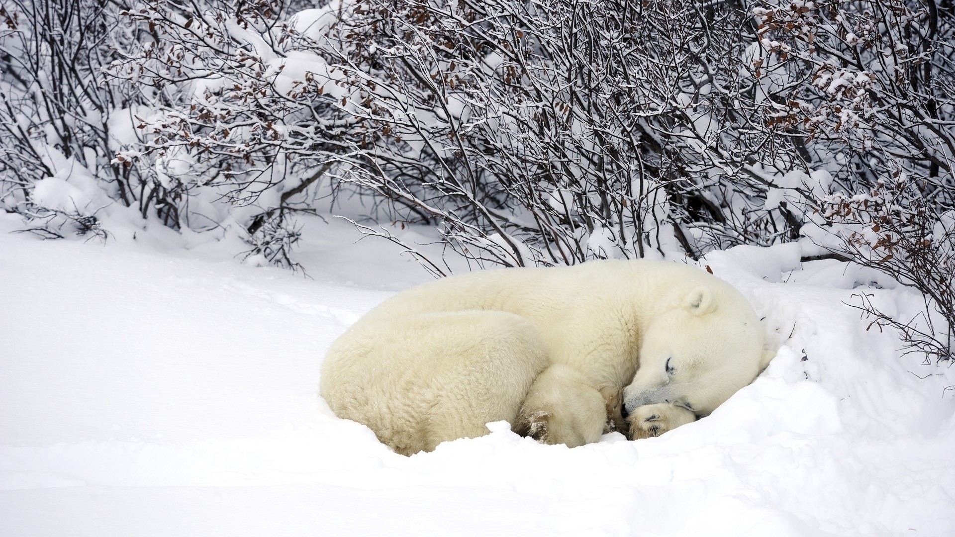 1920x1080  Wallpaper polar bears, sleeping, forest, snow, winter, warm