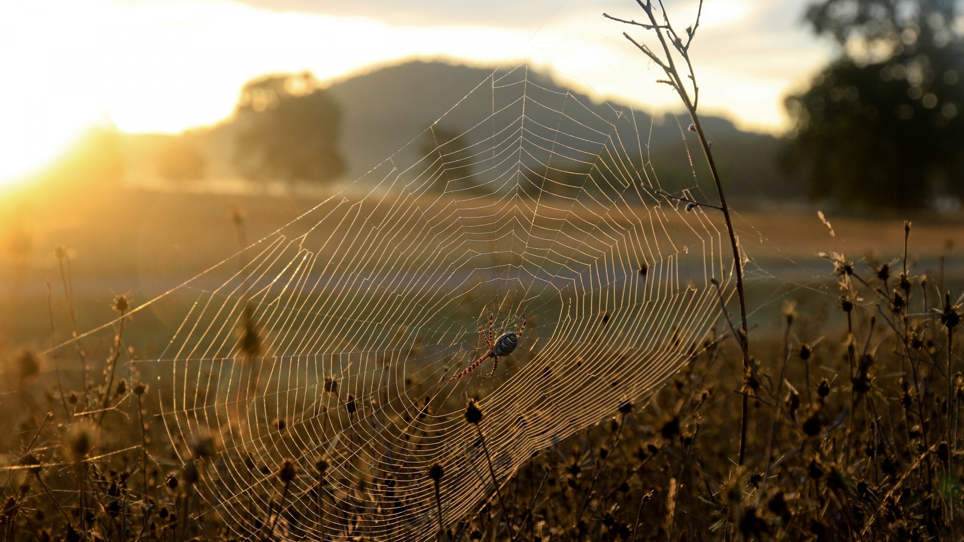 1920x1080  Wallpaper spider, web, sun, light, grass, dry, faded