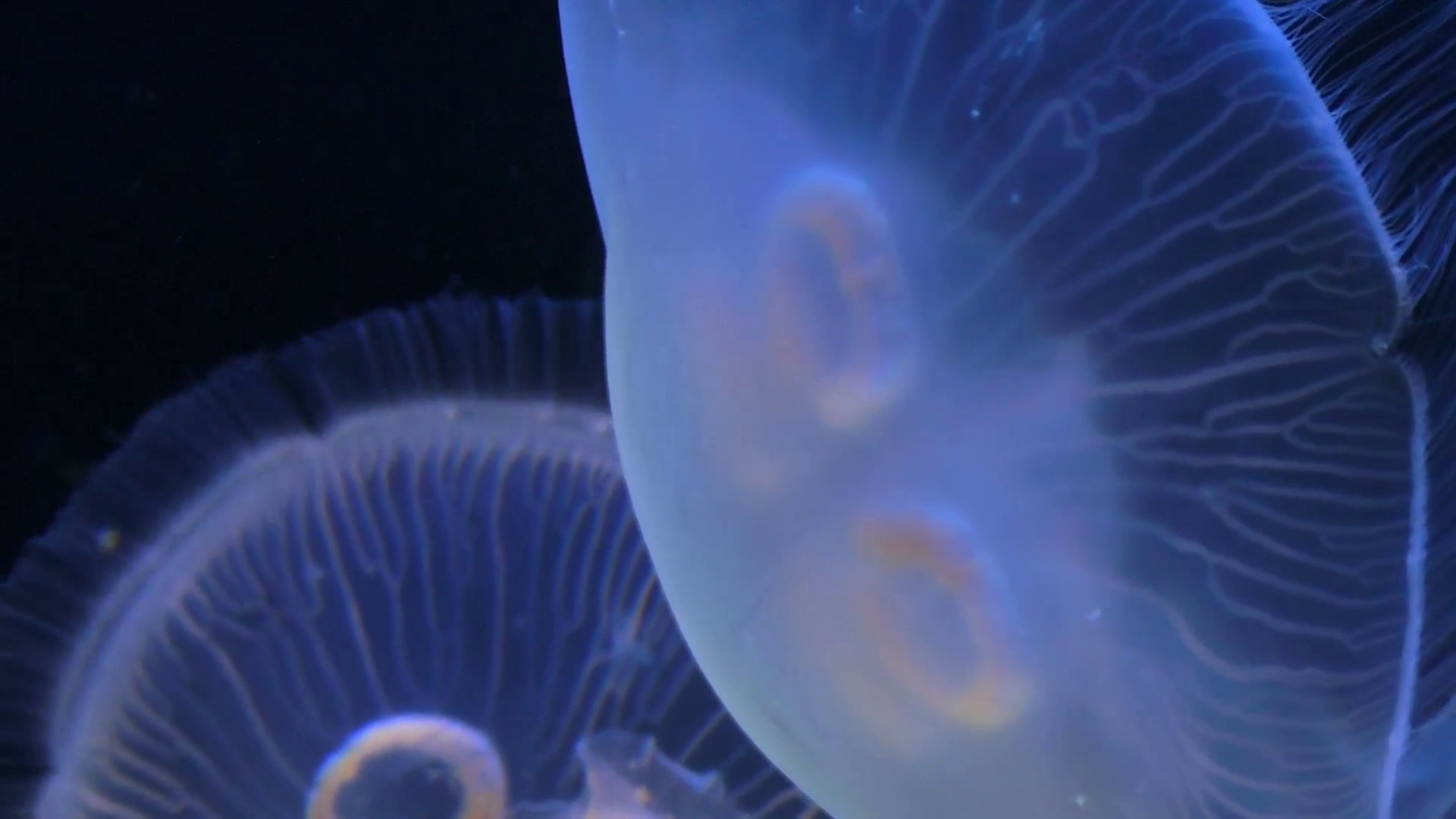 1920x1080 Glowing blue and moving slowly jellyfish close up on black background Stock  Video Footage - VideoBlocks