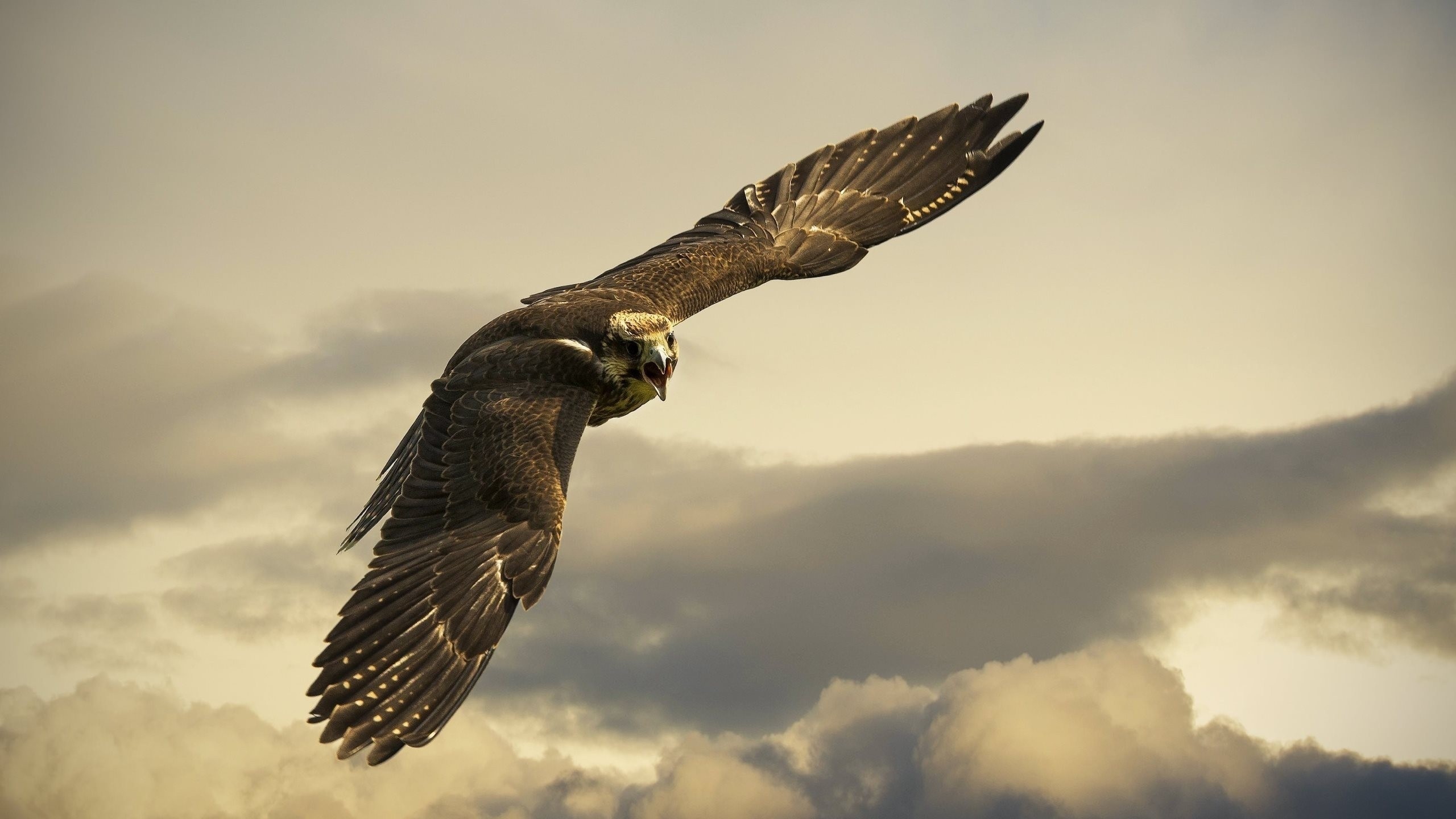 2560x1440 Preview wallpaper eagle, flight, sky, wings, clouds 