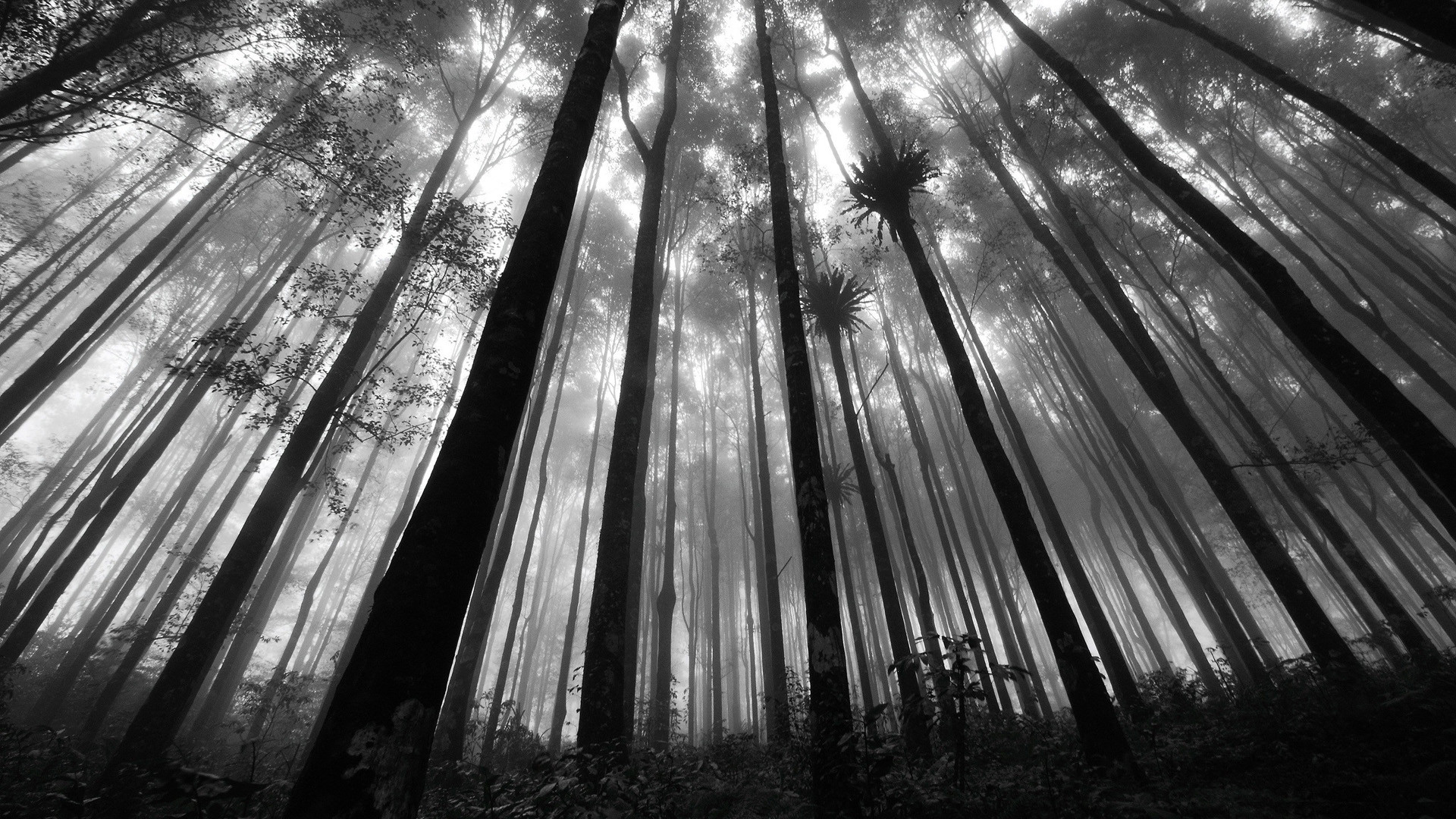 1920x1080 Black And White Pictures Anime Forest 3 Wide Wallpaper
