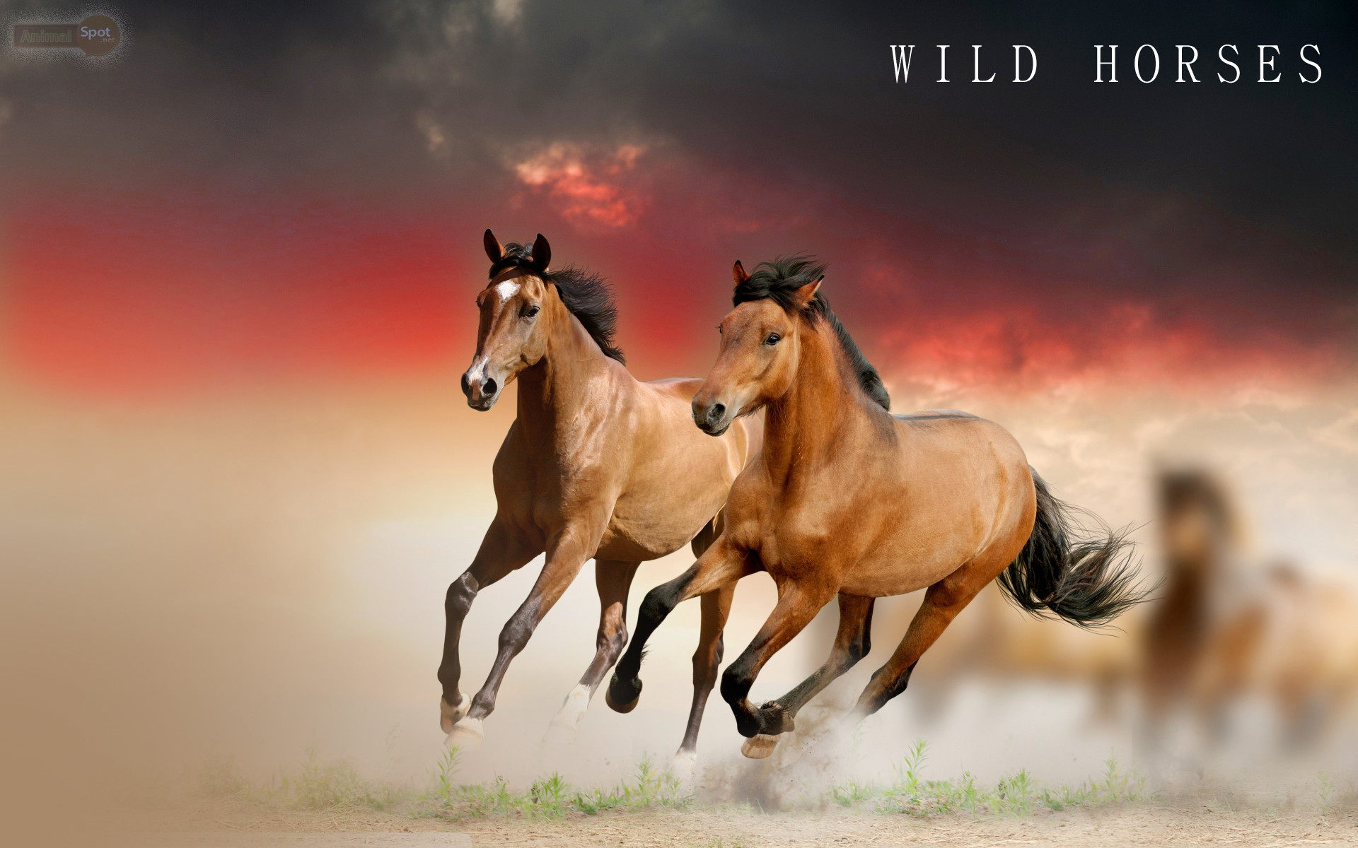 1920x1200 Wild Horse Wallpaper