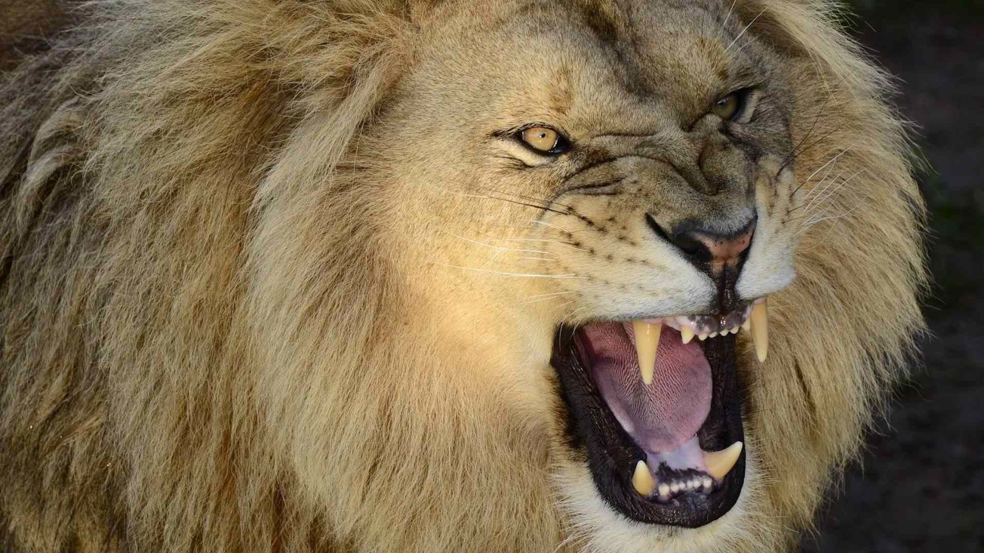 1920x1080 pictures of a roaring lion wallpaper