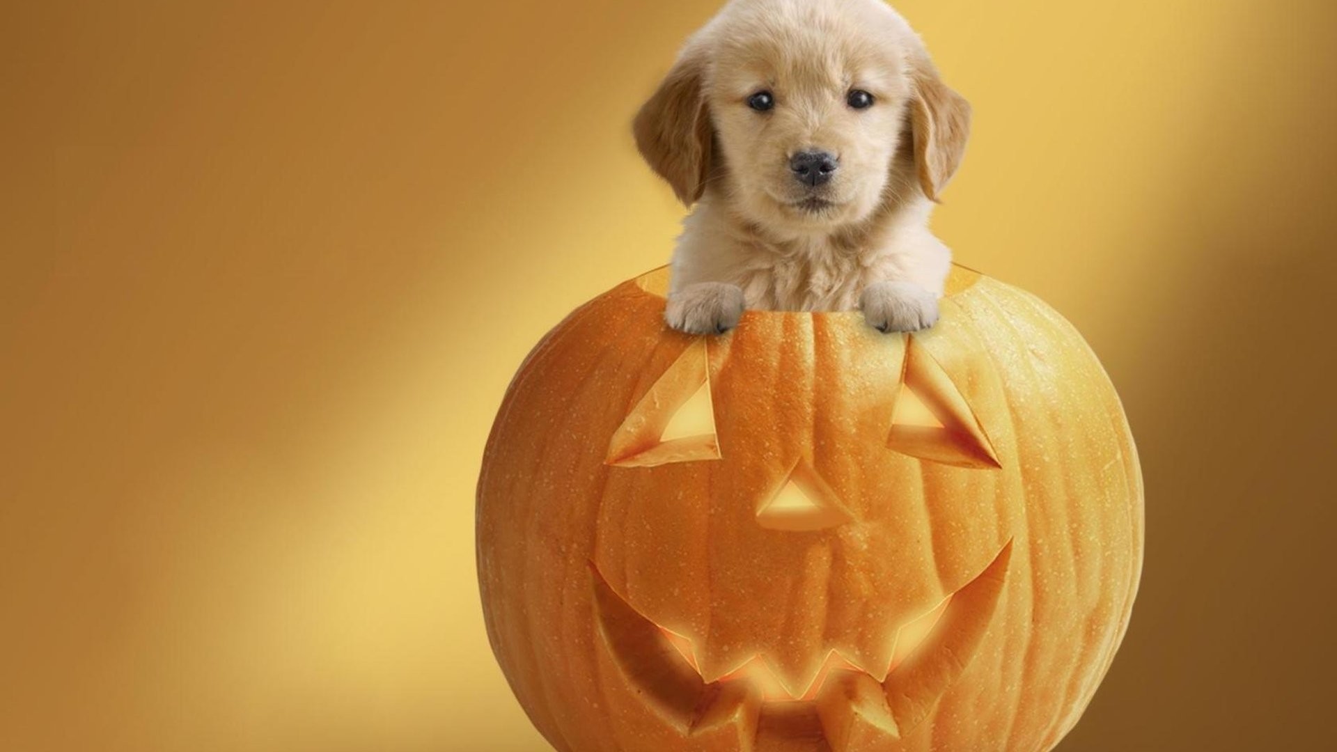1920x1080 Cute Dog Pumpkin Wallpaper for Halloween 