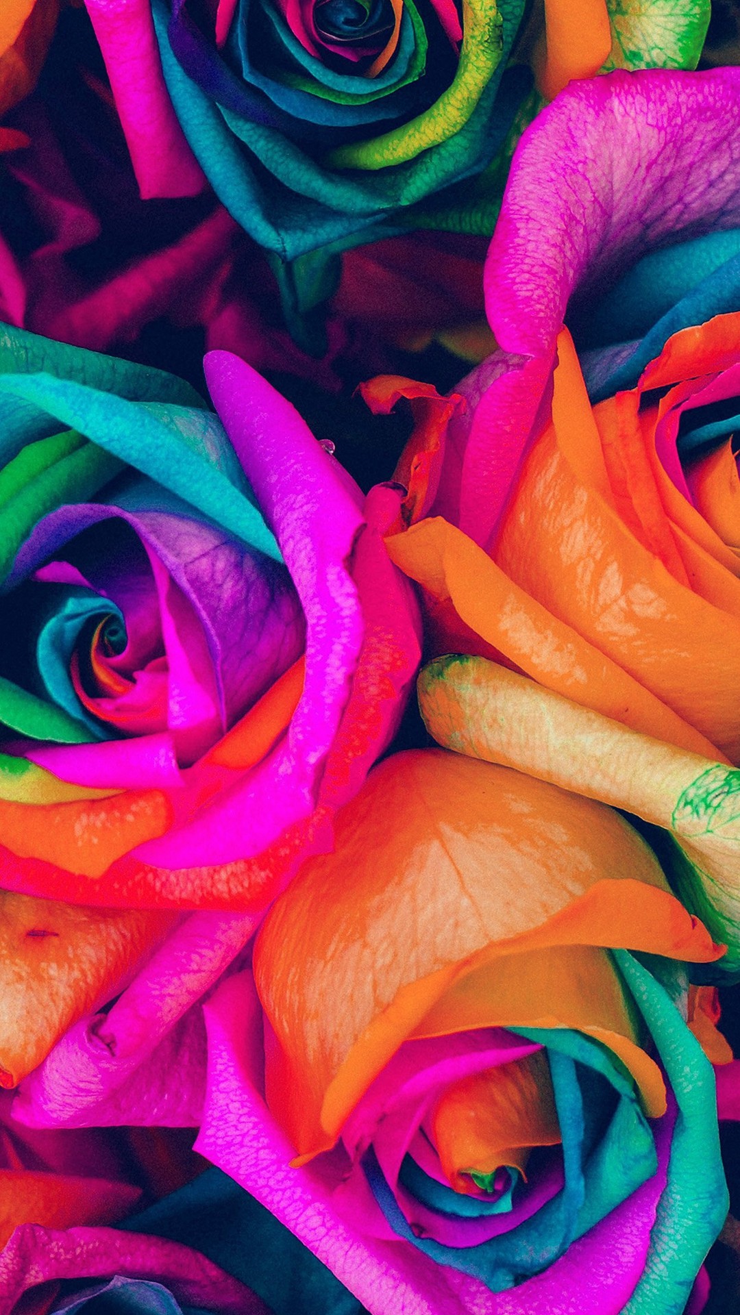 1080x1920 Flower Rose Color Blue Rainbow Art Nature #iPhone #6 #wallpaper