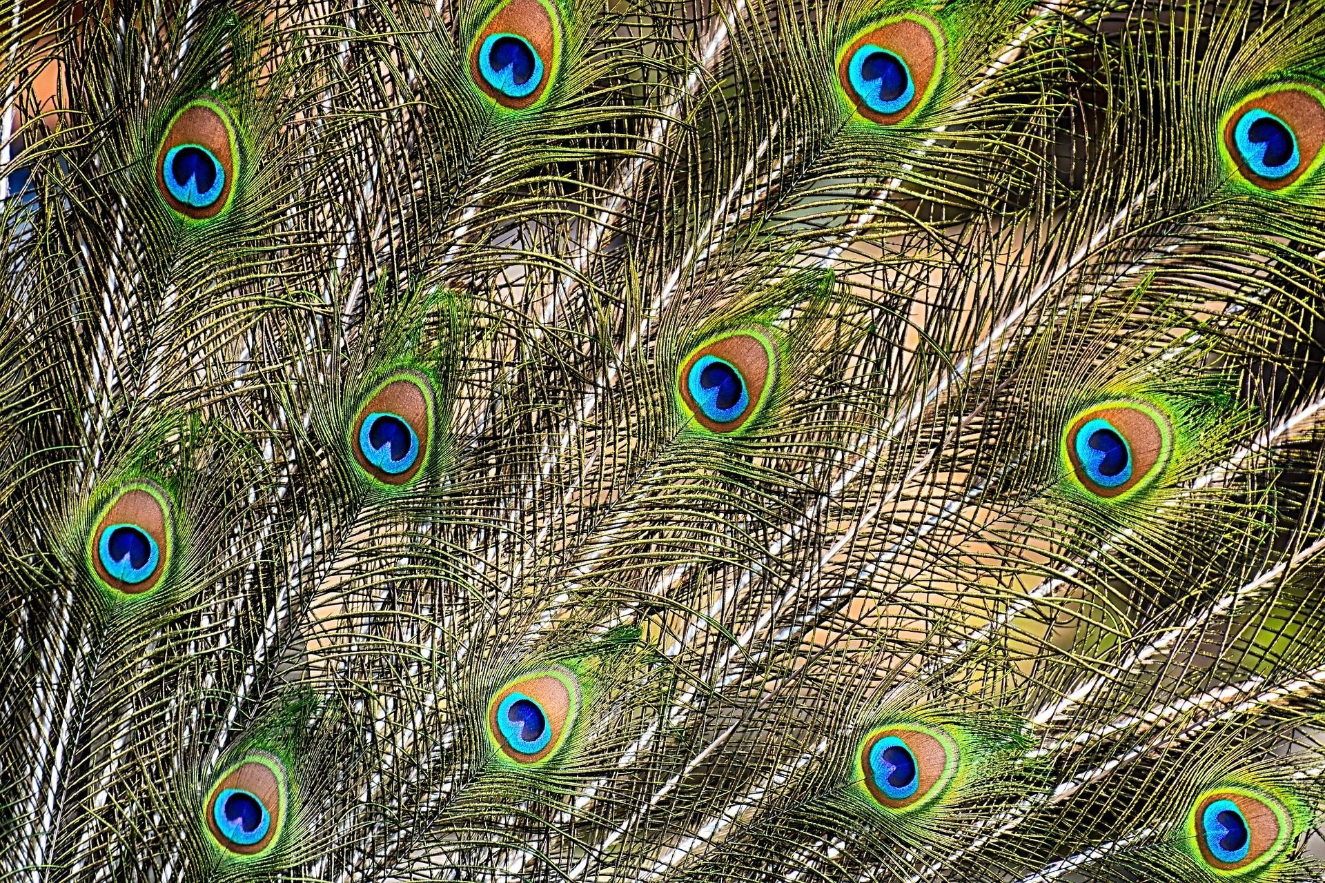 1920x1280 peacock feathers hd 1920p wallpaper