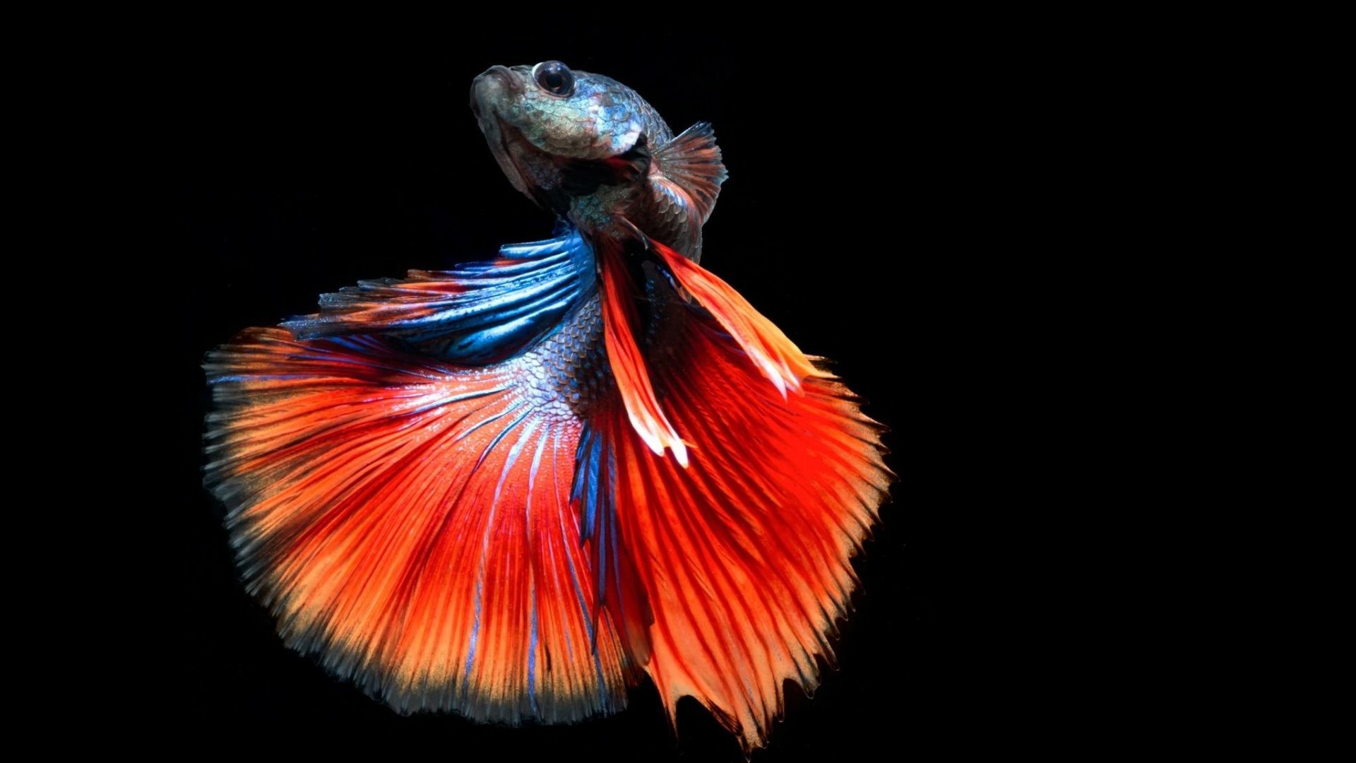 1920x1080 #335599 Color - Tropical Siamese Psychedelic Fighting Fish Betta Underwater  Moving Aquarium Wallpaper Download for