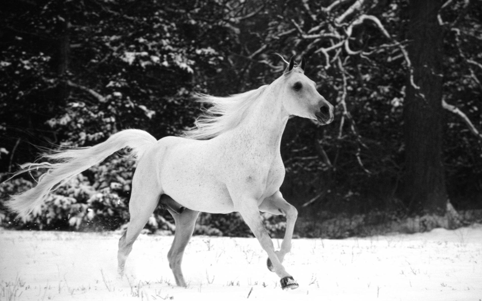 1920x1200 Horse Black And White Photography ...