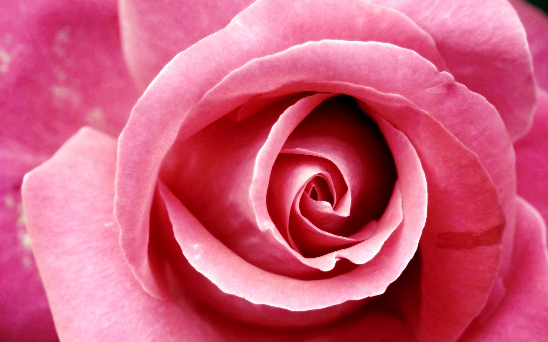 1920x1200 Beautiful Dark Pink Rose Wallpapers -  - 367091