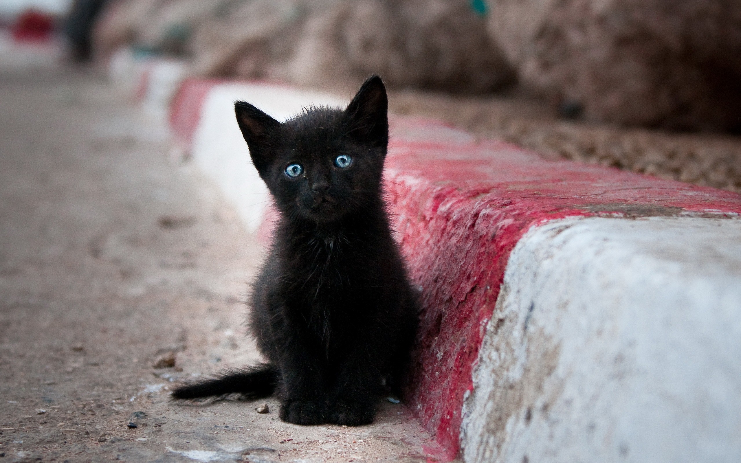 2560x1600 544 Views 419 Download Black Cat with Blue Eye HD Photo