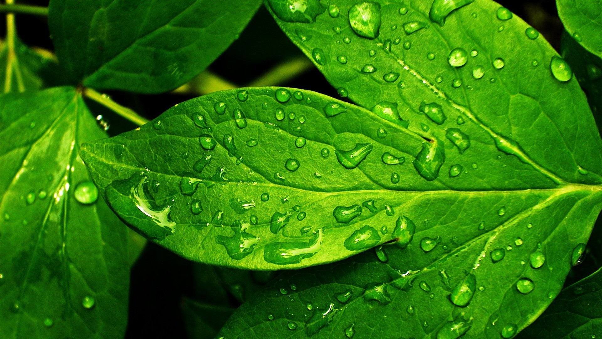 600+ 4K Green Wallpapers | Background Images