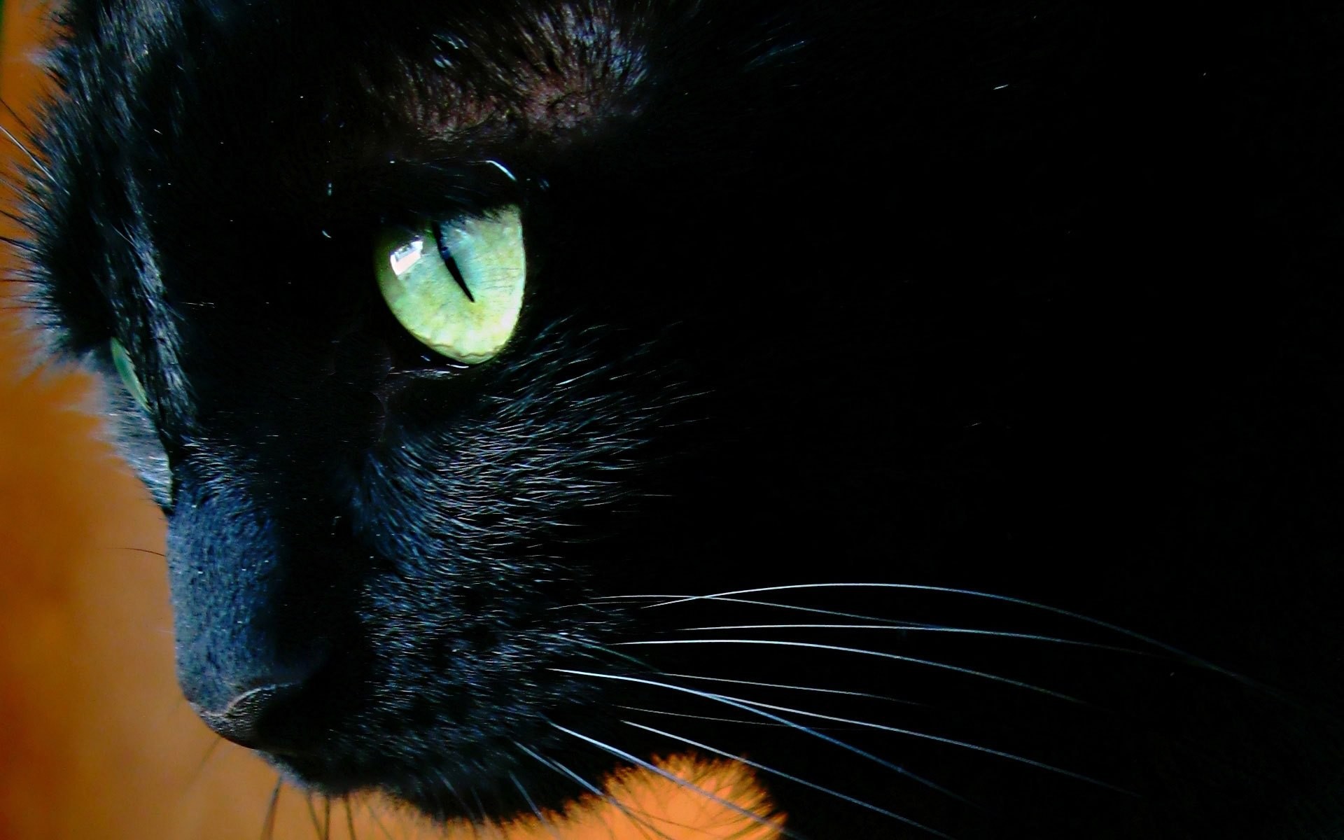 1920x1200 Black Cat Green Eyes Wallpaper Black Cat With Green Eyes Close Up
