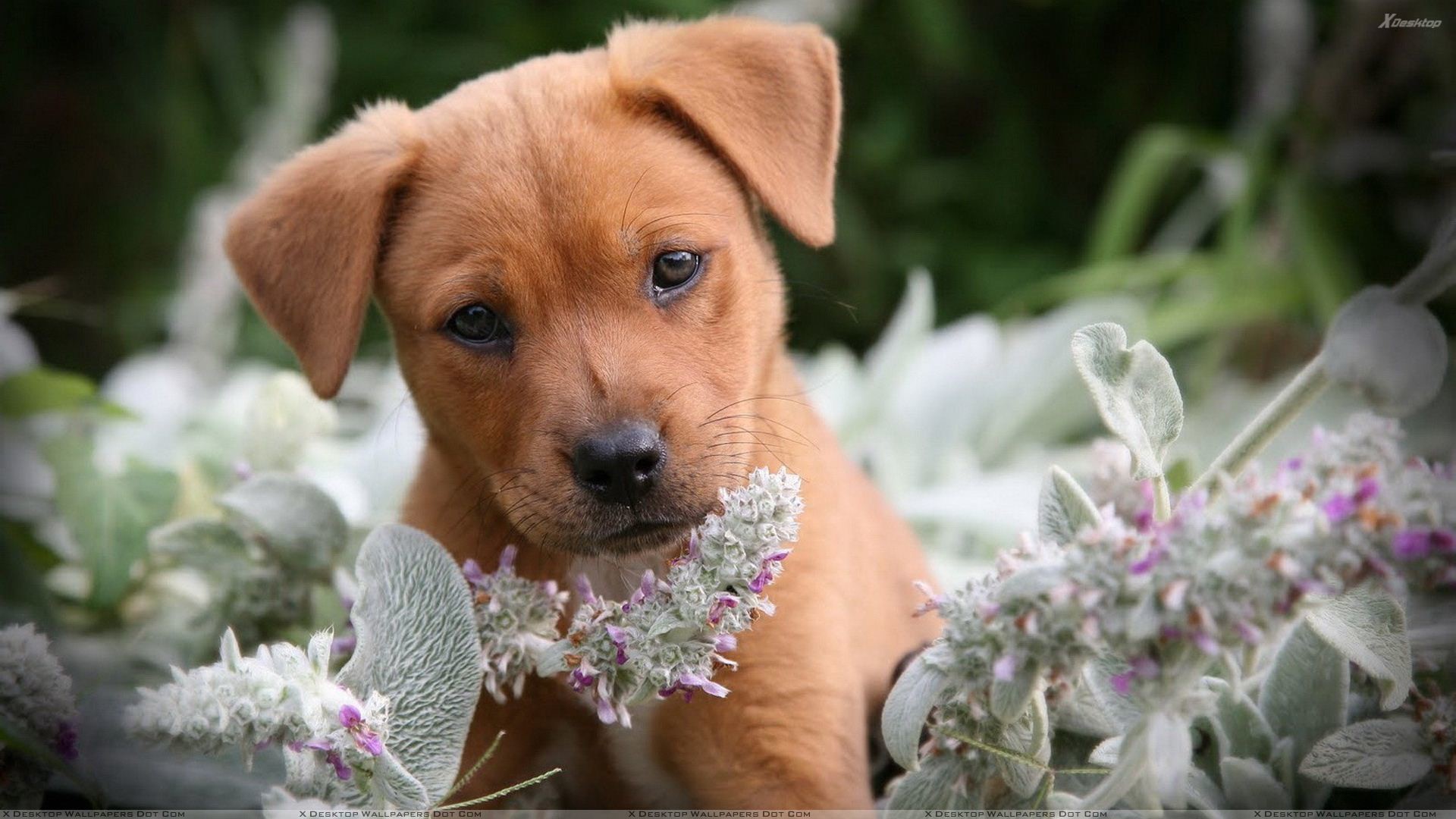 1920x1080 You are viewing wallpaper titled "Brown Little Puppy In Flowers" ...