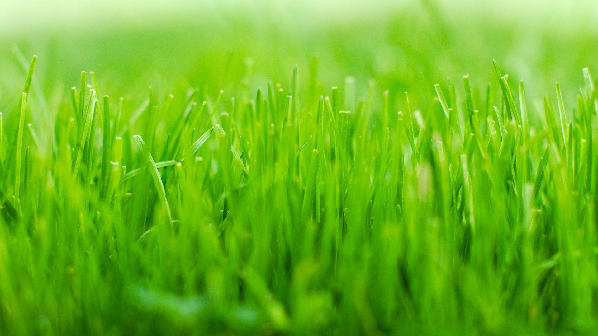 1920x1080 HD-Grass-Wallpapers-Download