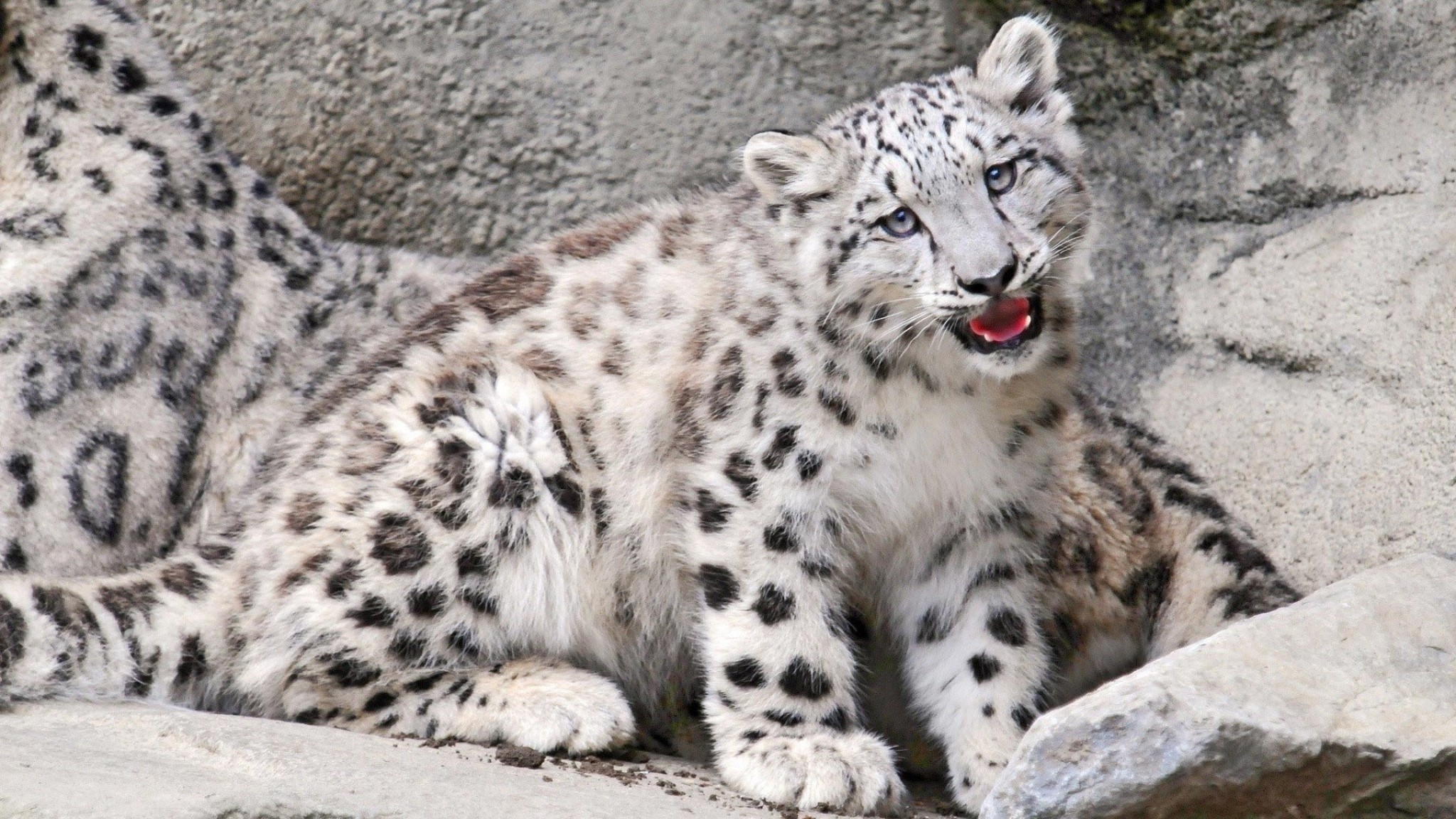 2048x1152  Wallpaper baby, ounce, mouth, rocks, snow leopard