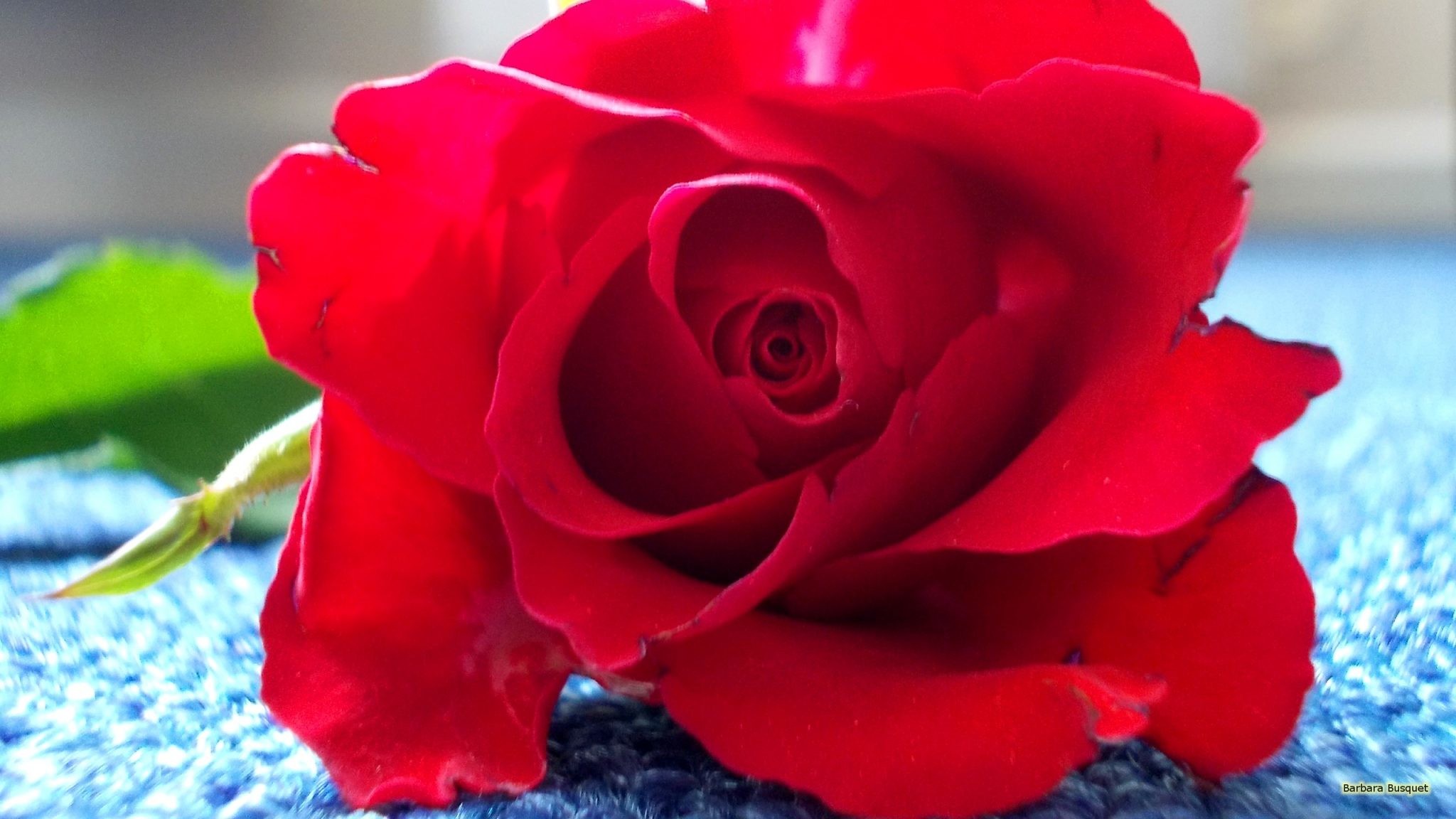 2048x1152 HD wallpaper red rose