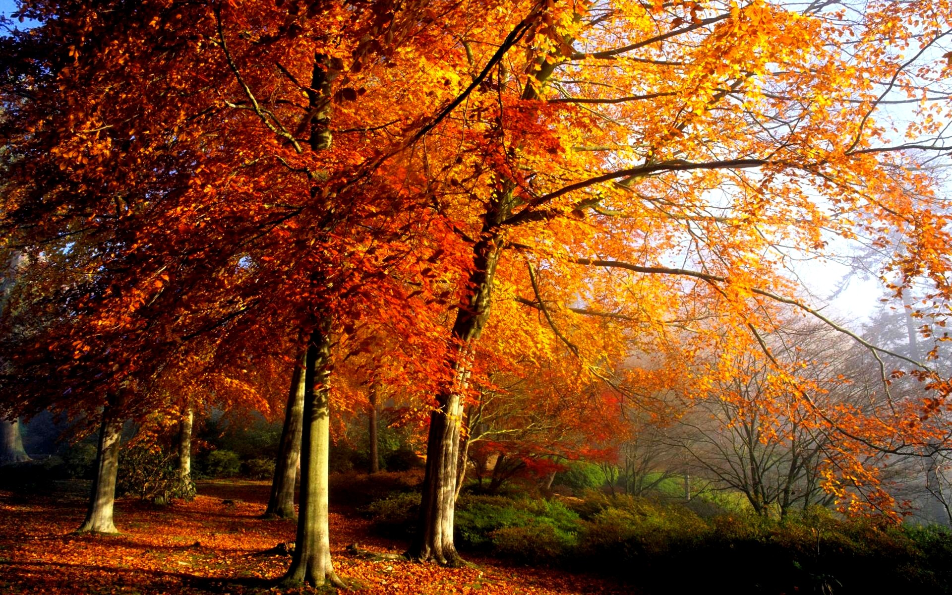 1920x1200 Nature's Seasons images Autumn Season HD wallpaper and background photos