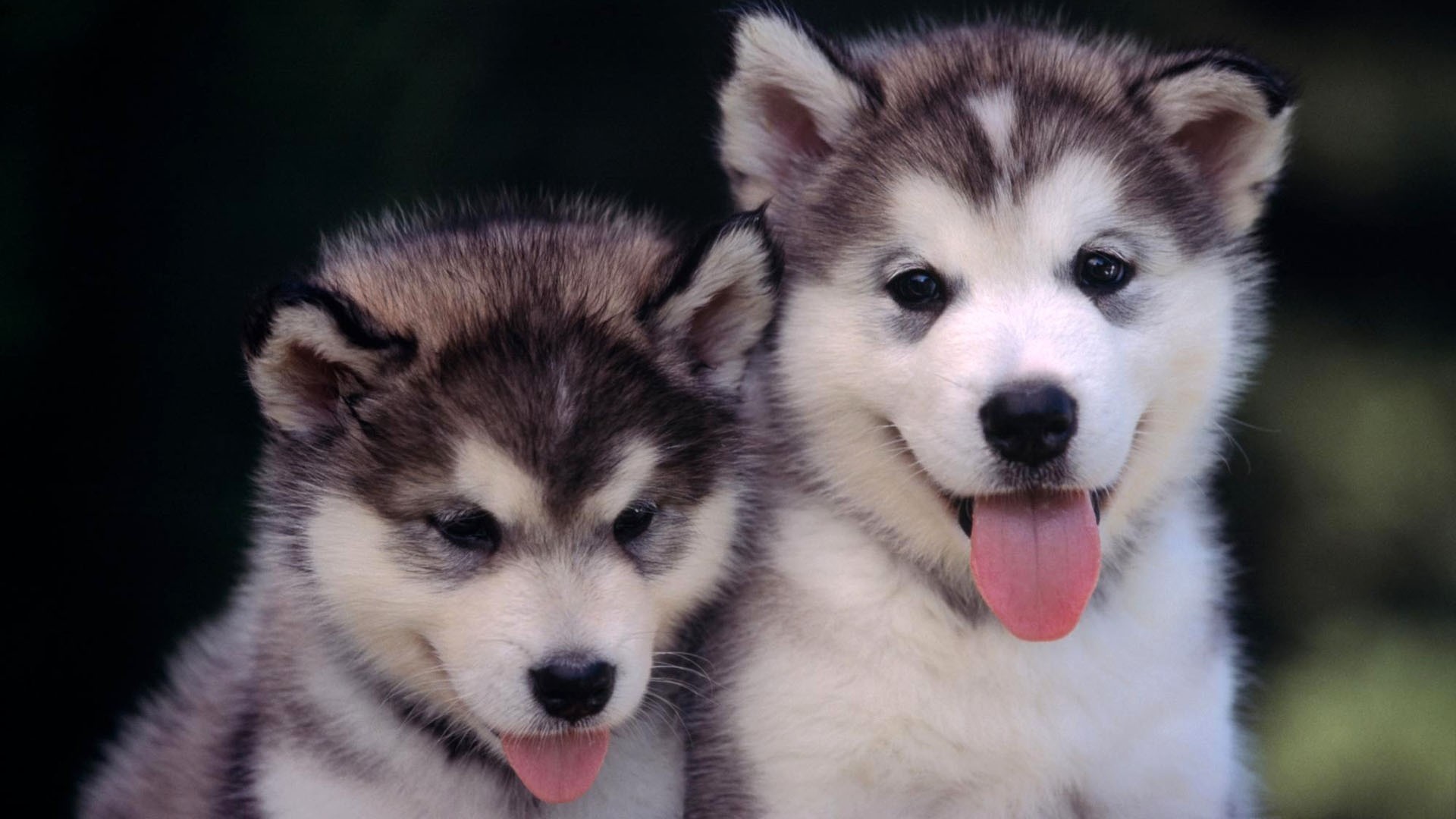 1920x1080 Preview wallpaper husky, puppies, couple, leisure 