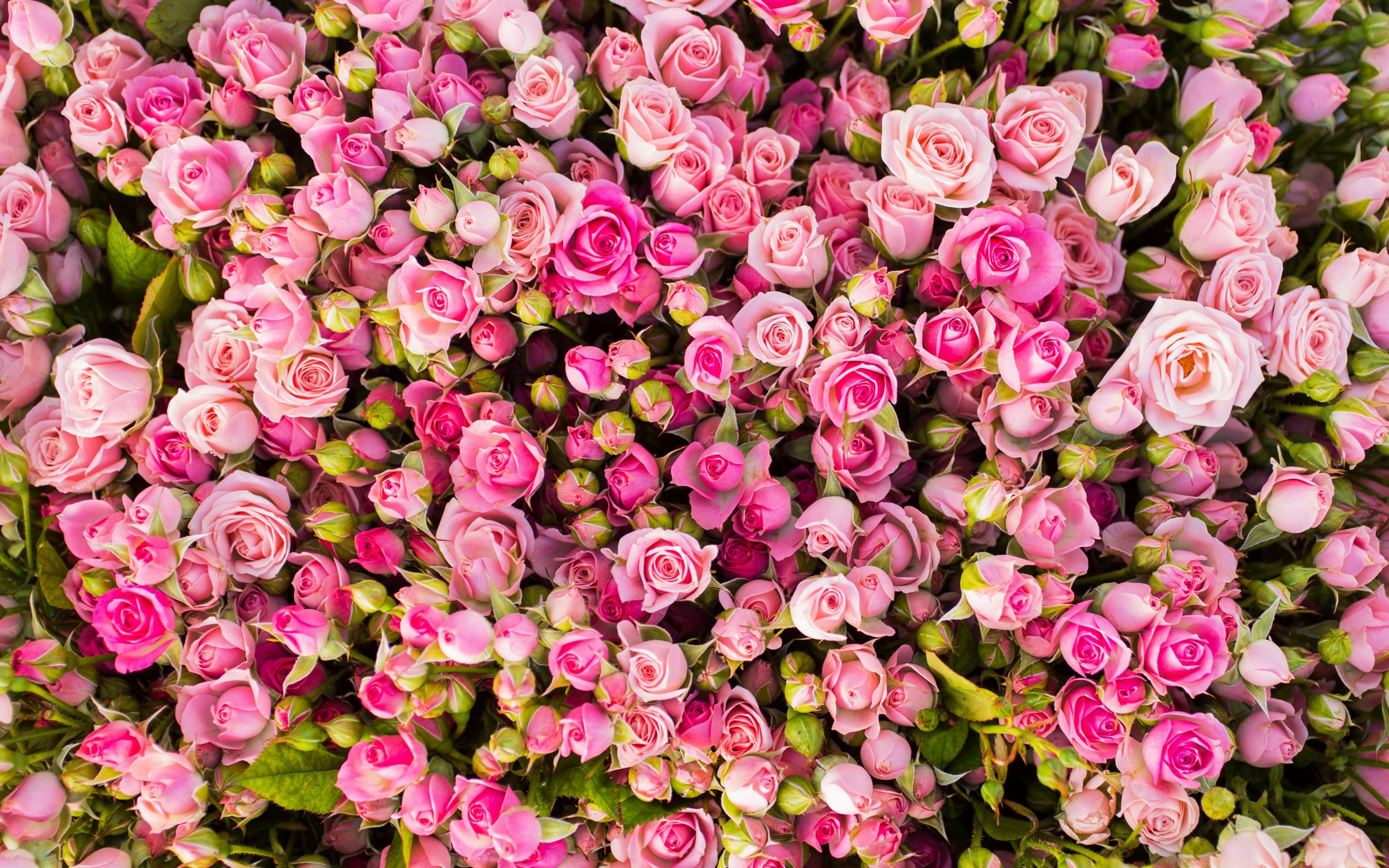2880x1800 Flowers / Pink roses Wallpaper