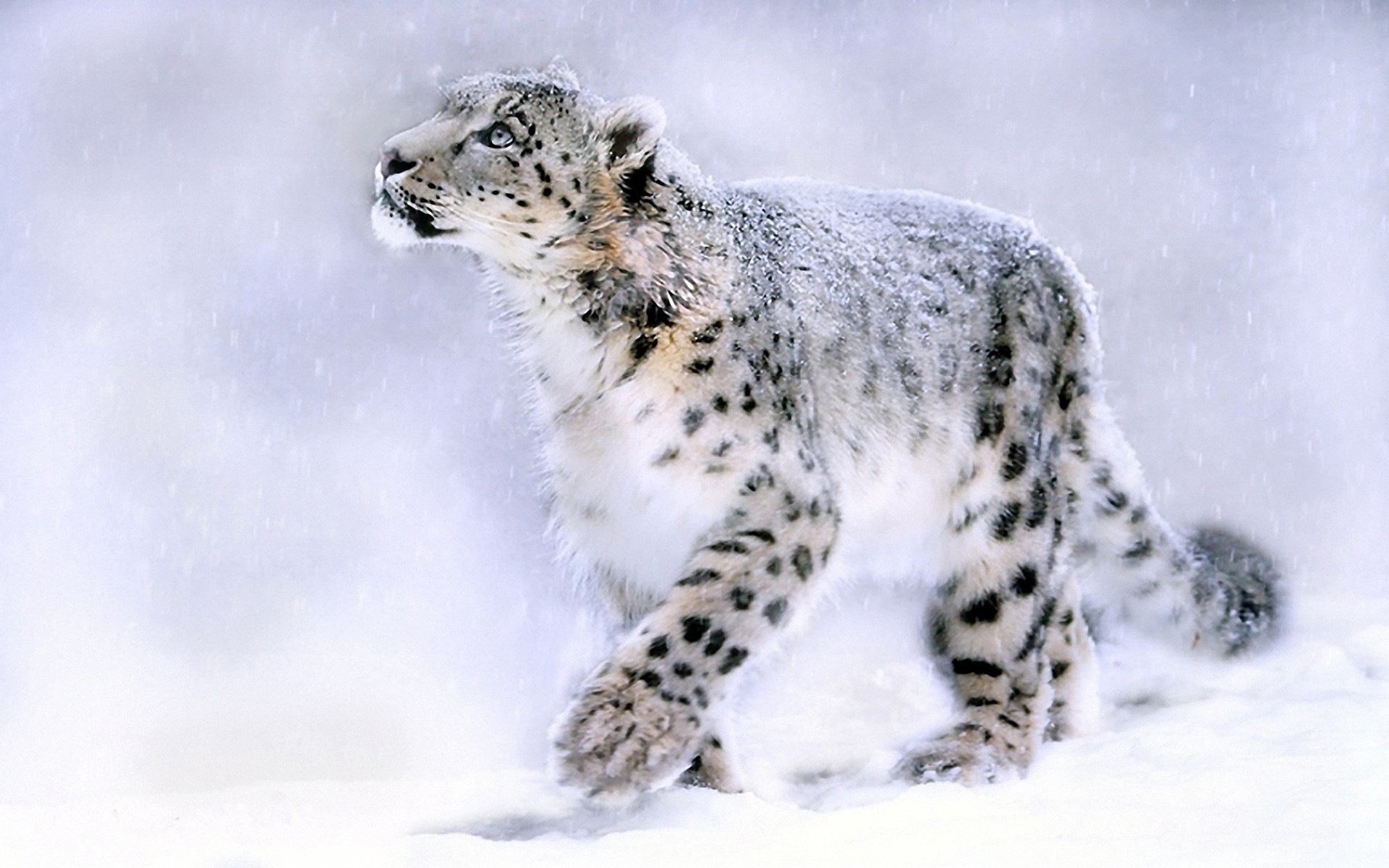 1920x1200 ... Mac OS X Snow Leopard Wallpapers - Wallpapers, Icons & Cursors .
