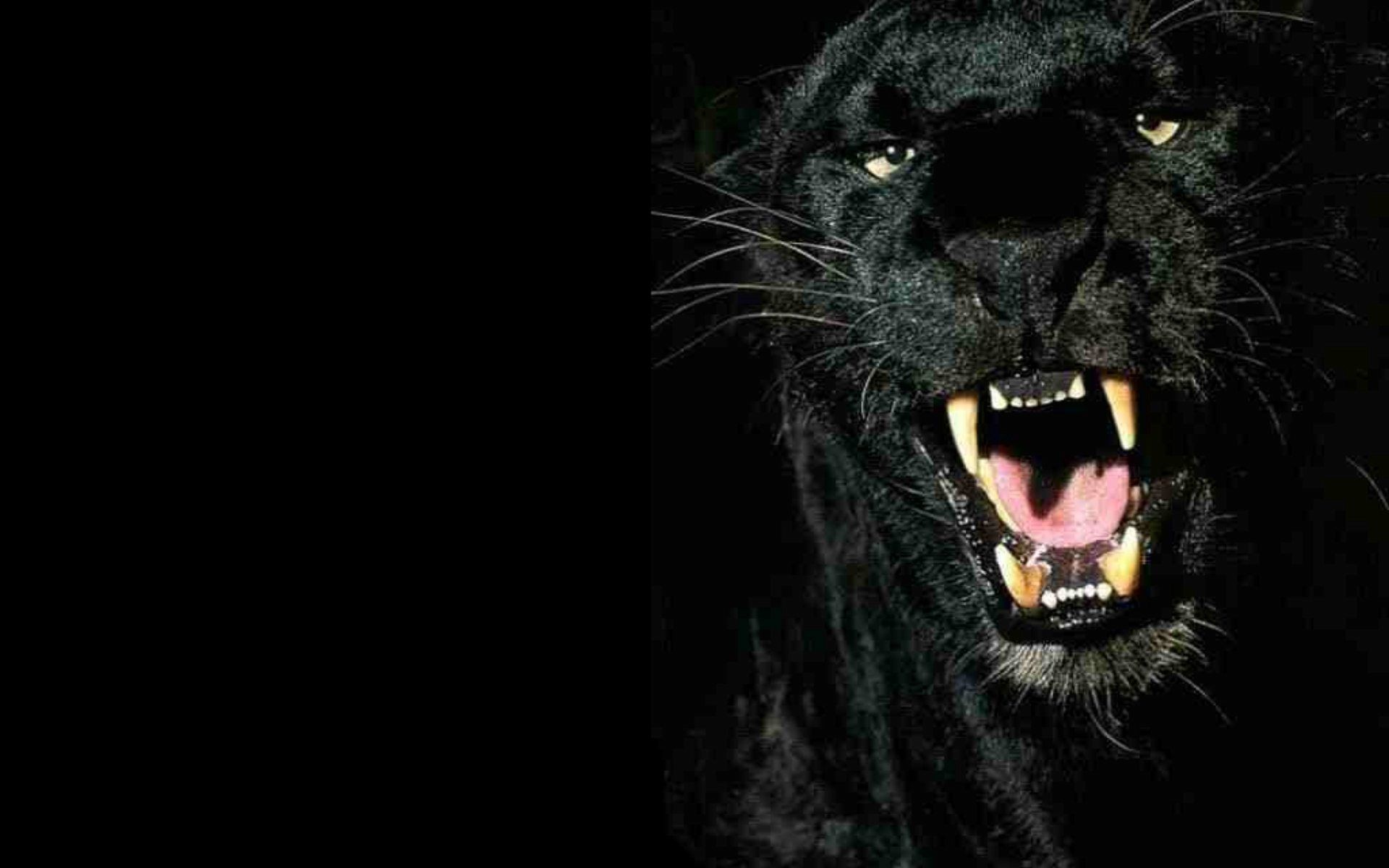 1920x1200 Big Cats images Panther HD wallpaper and background photos