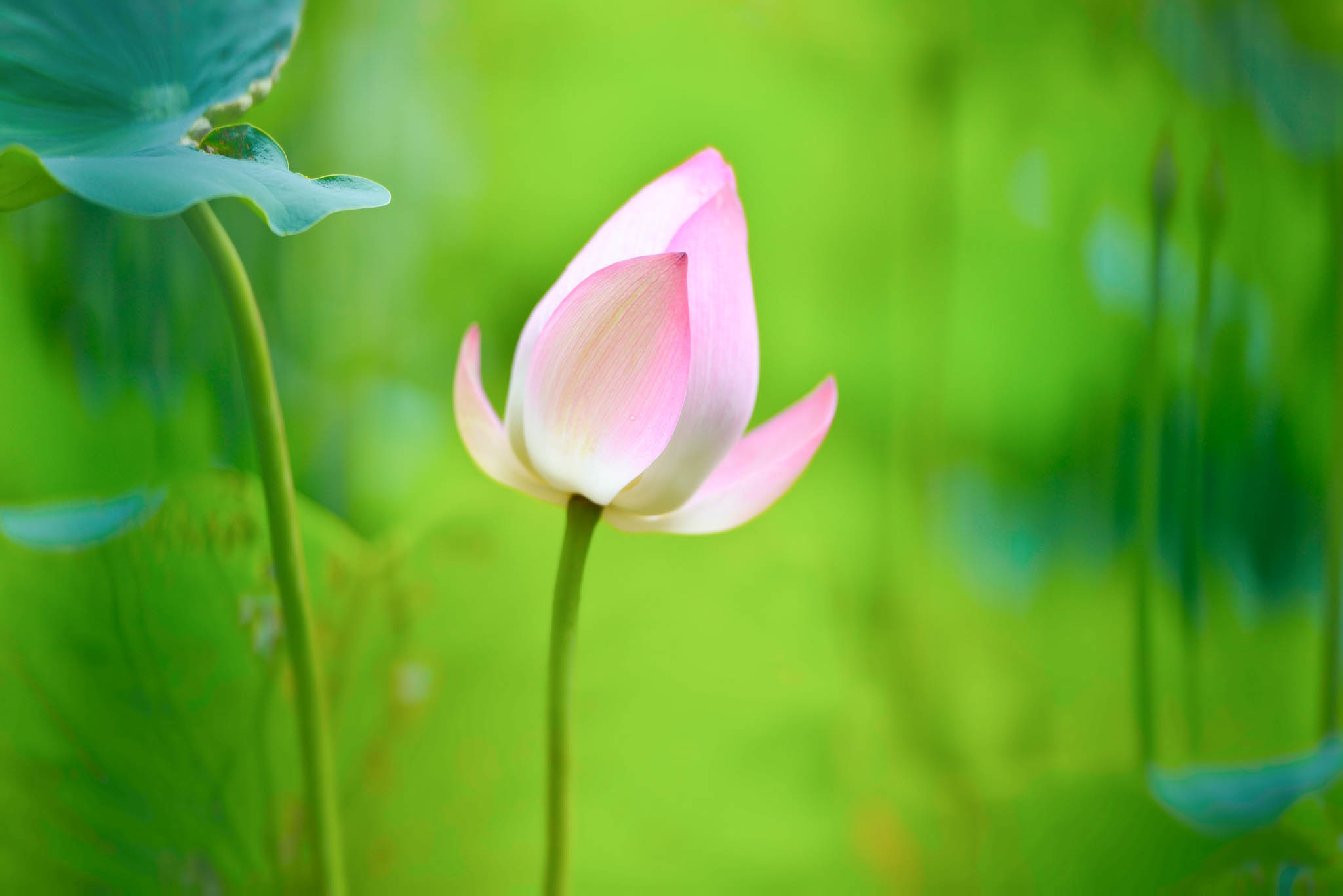 2048x1367 Lotus Flower Beautiful High Quality HD Wallpapers ...