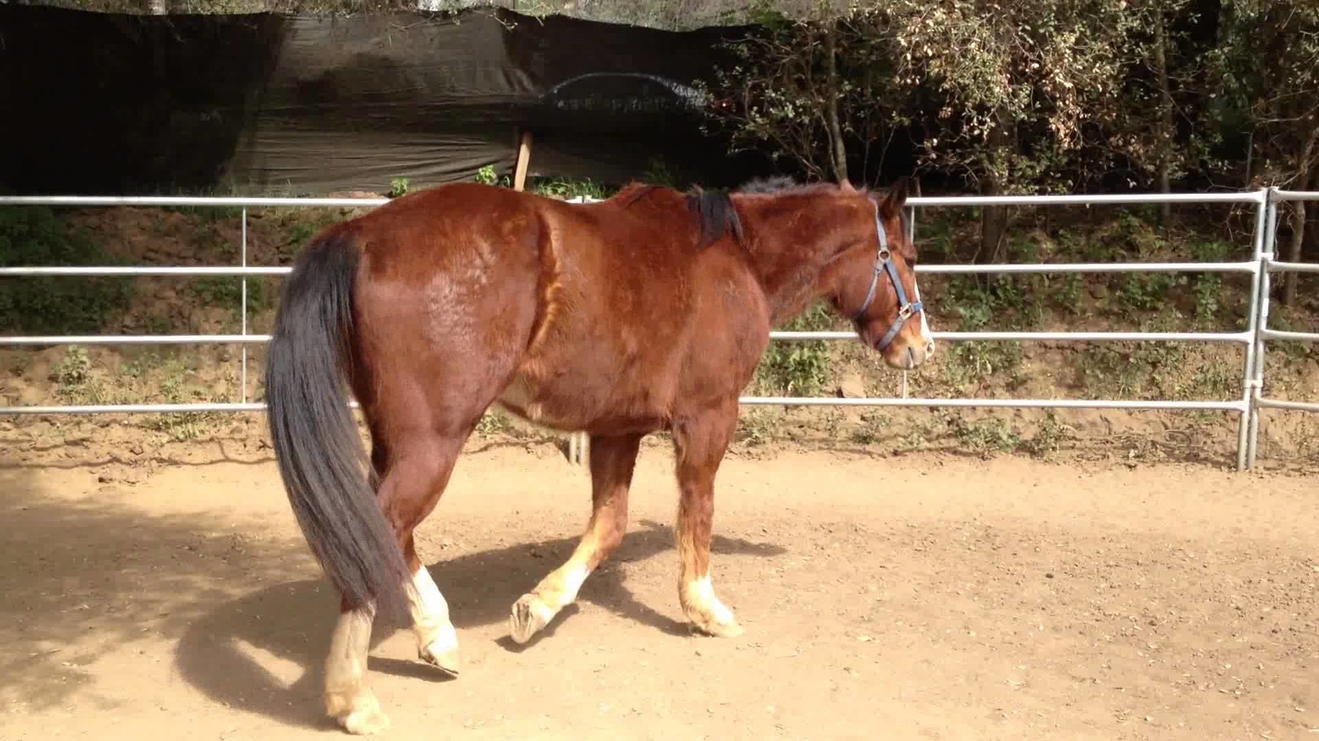 1920x1080 Clydesdale/Quarter Horse Mix SOLD