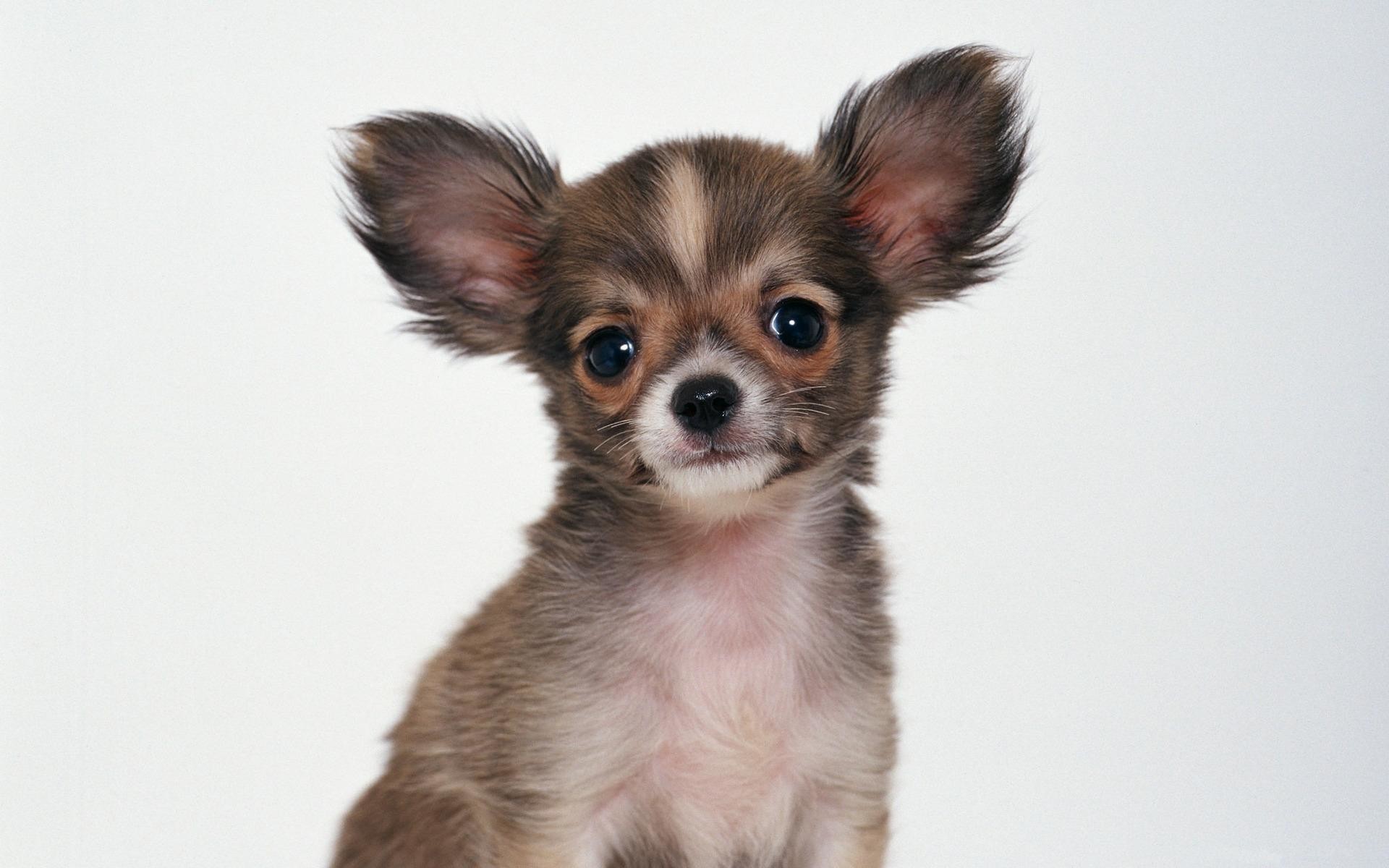1920x1200 wallpaper.wiki-Chihuahua-Baby-Background-PIC-WPC006684