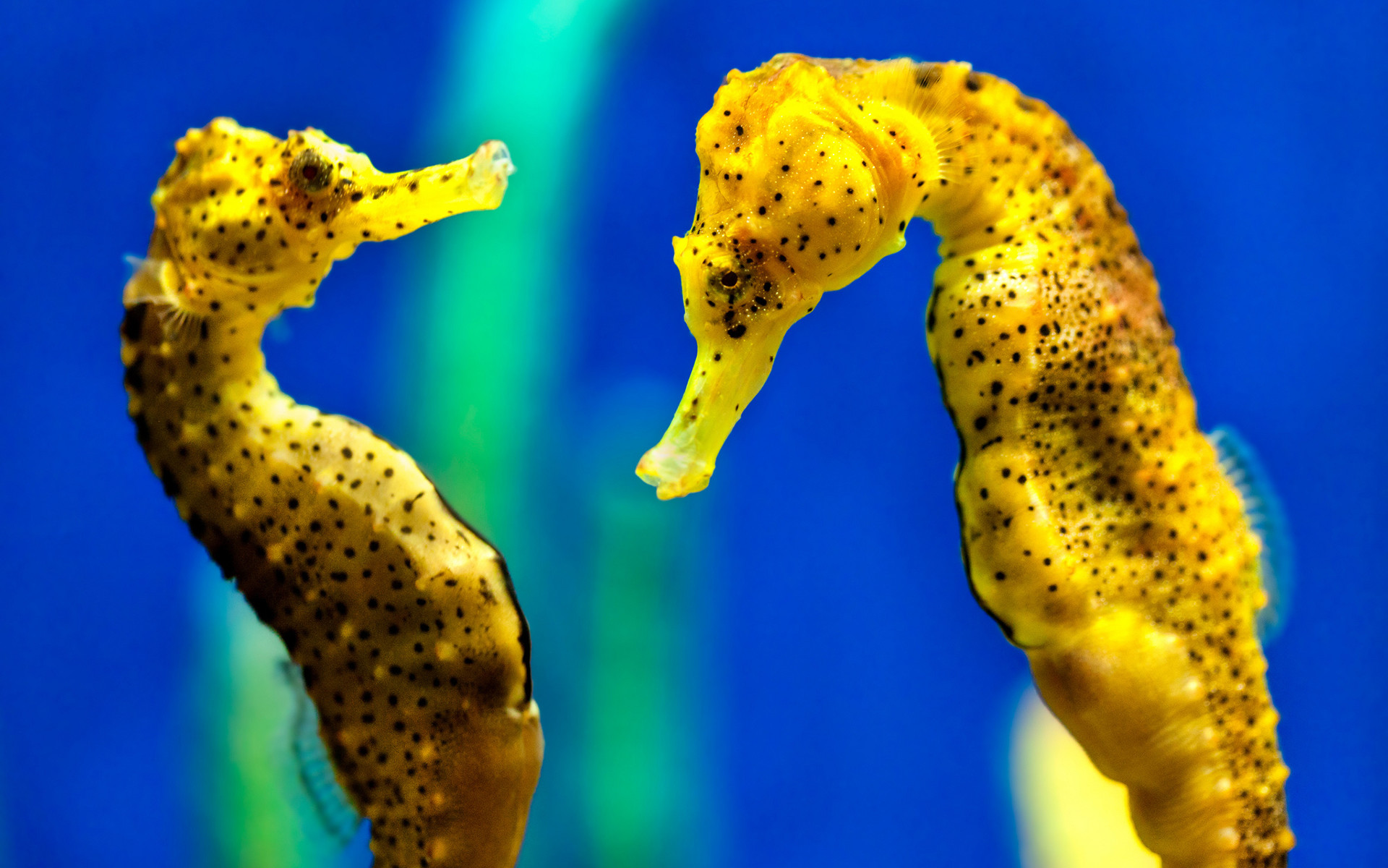 1920x1200 Seahorse High Quality #6218790 - HD Wallpapers
