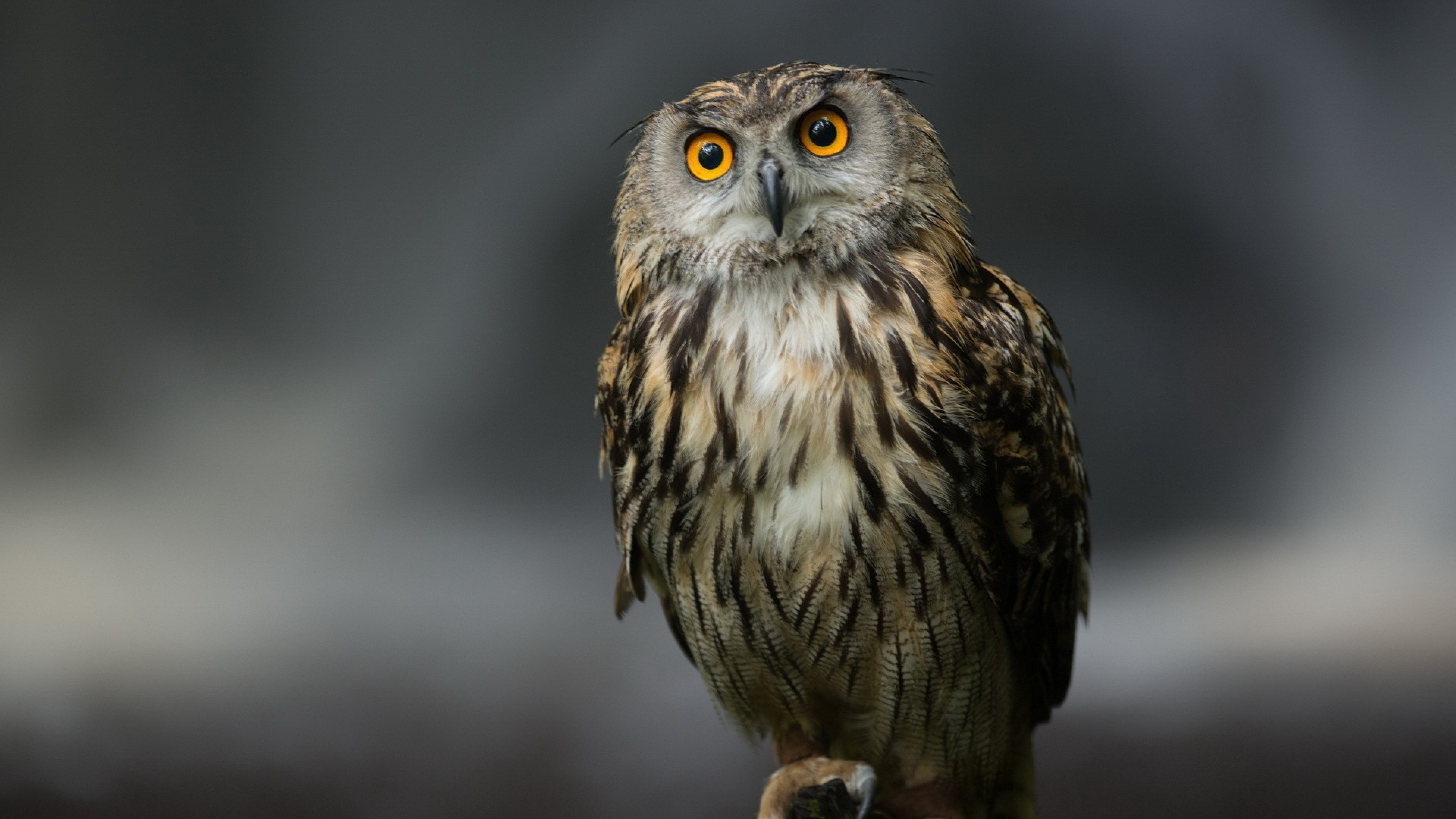 3840x2160  Wallpaper owl, bird, predator, sitting, feathers