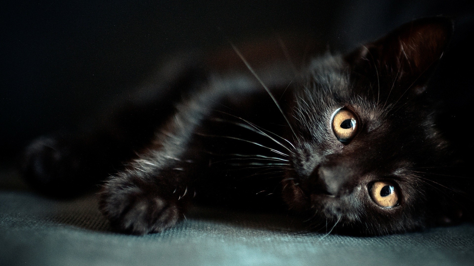 1920x1080 Halloween Black Cat Cute