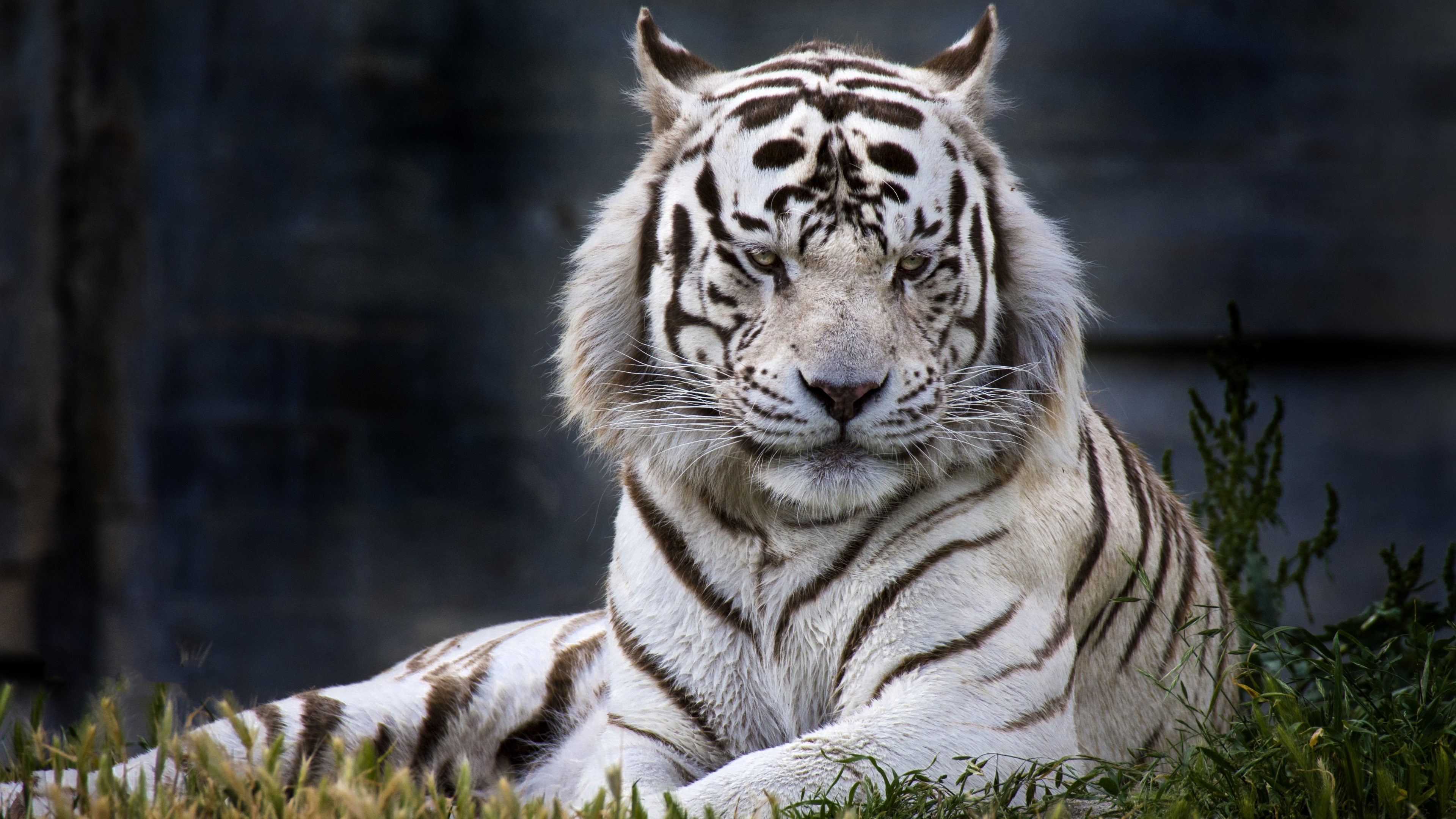 3840x2160 HD Couple White Tiger Wallpaper for Computer Full Size .