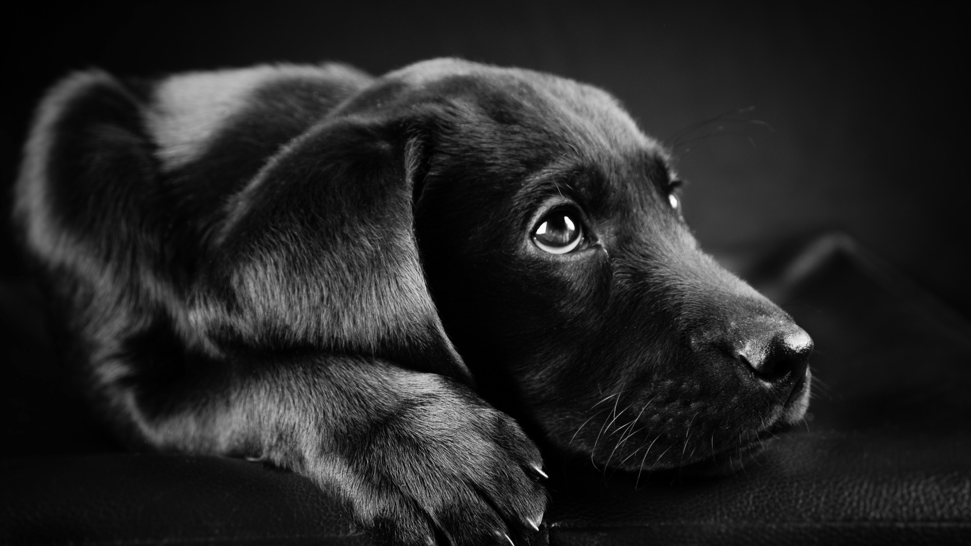 1920x1080 dog Animals Labrador Retriever Black Puppies Closeup 