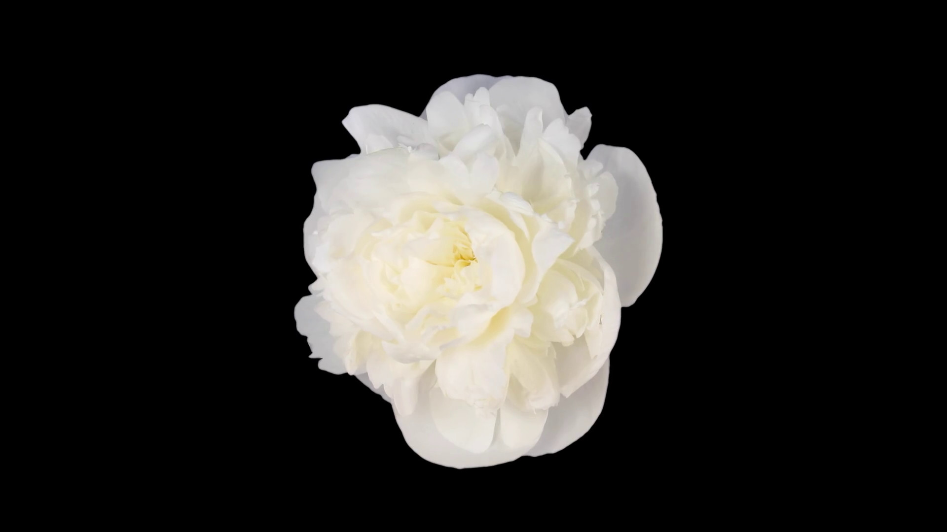 1920x1080 Time-lapse of dying white peony (Paeonia) flower 4x1 in PNG+ format with  ALPHA transparency channel isolated on black background Stock Video Footage  - ...