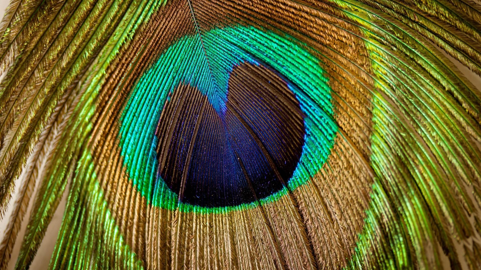 1920x1080 free peacock feathers picture hd wallpapers background photos mac wallpapers  amazing artworks best wallpaper ever wallpaper for iphone free 1920Ã1080 ...