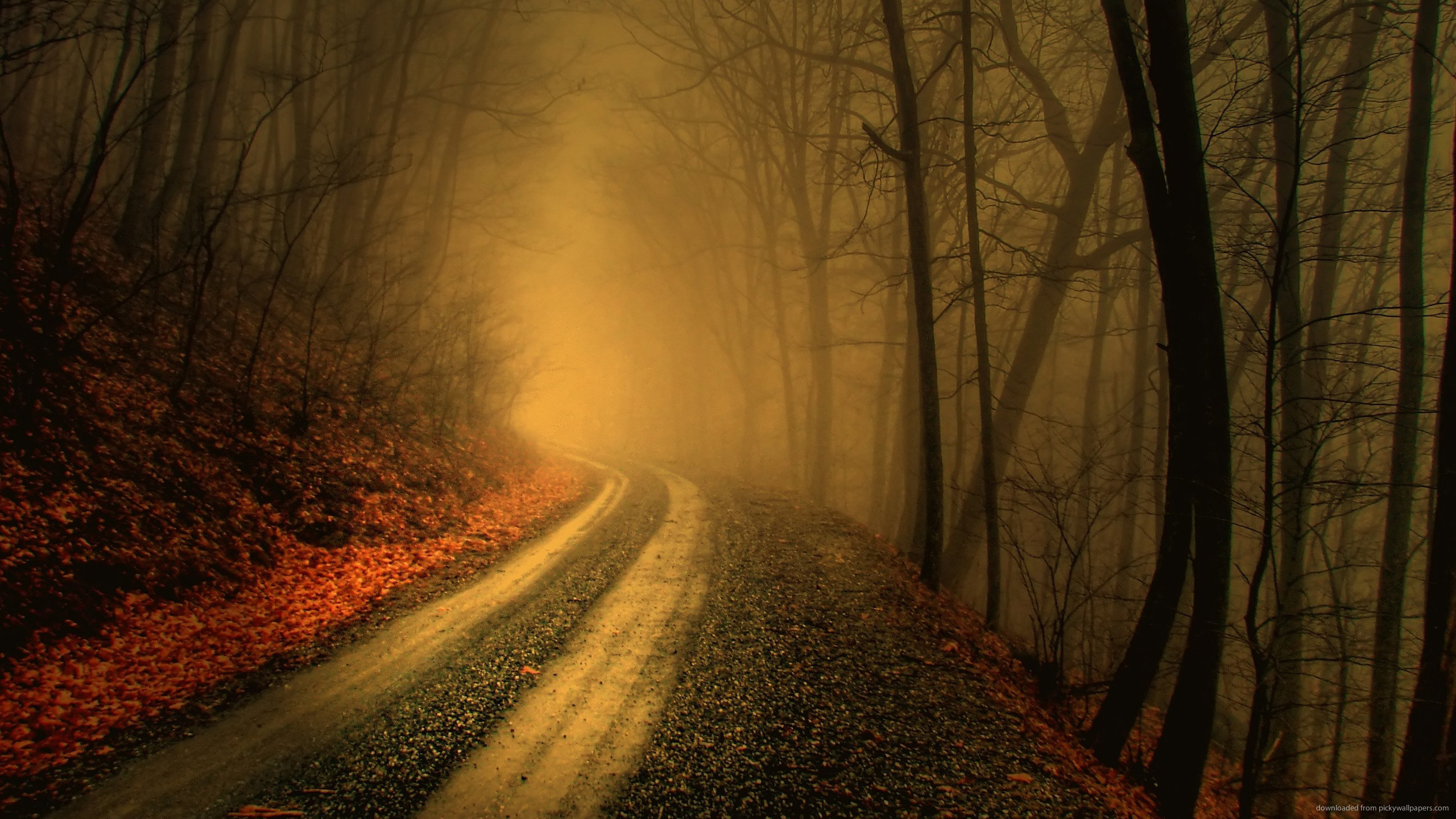 2560x1440 Narrow Road In The Fall Forest for 
