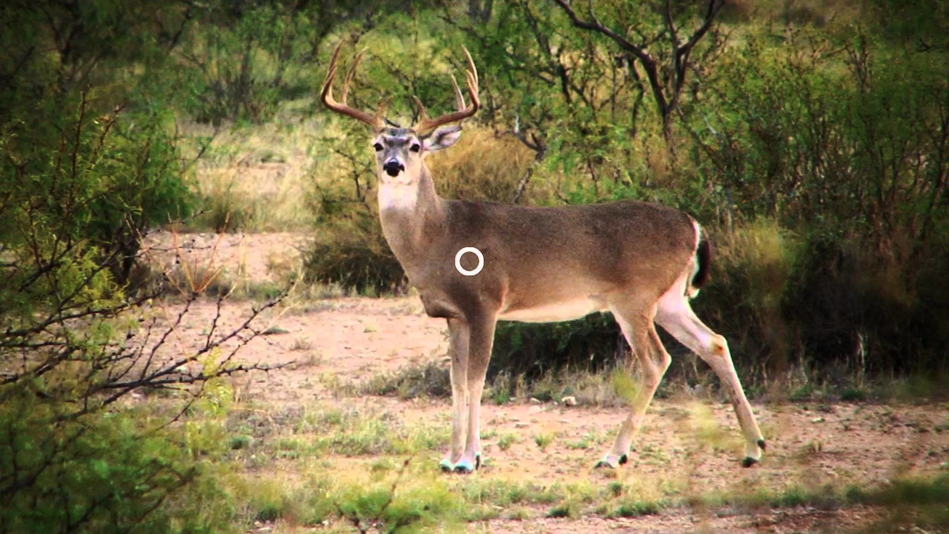 1920x1080 On target 404 shot placement on whitetails youtube thesistut Image  collections