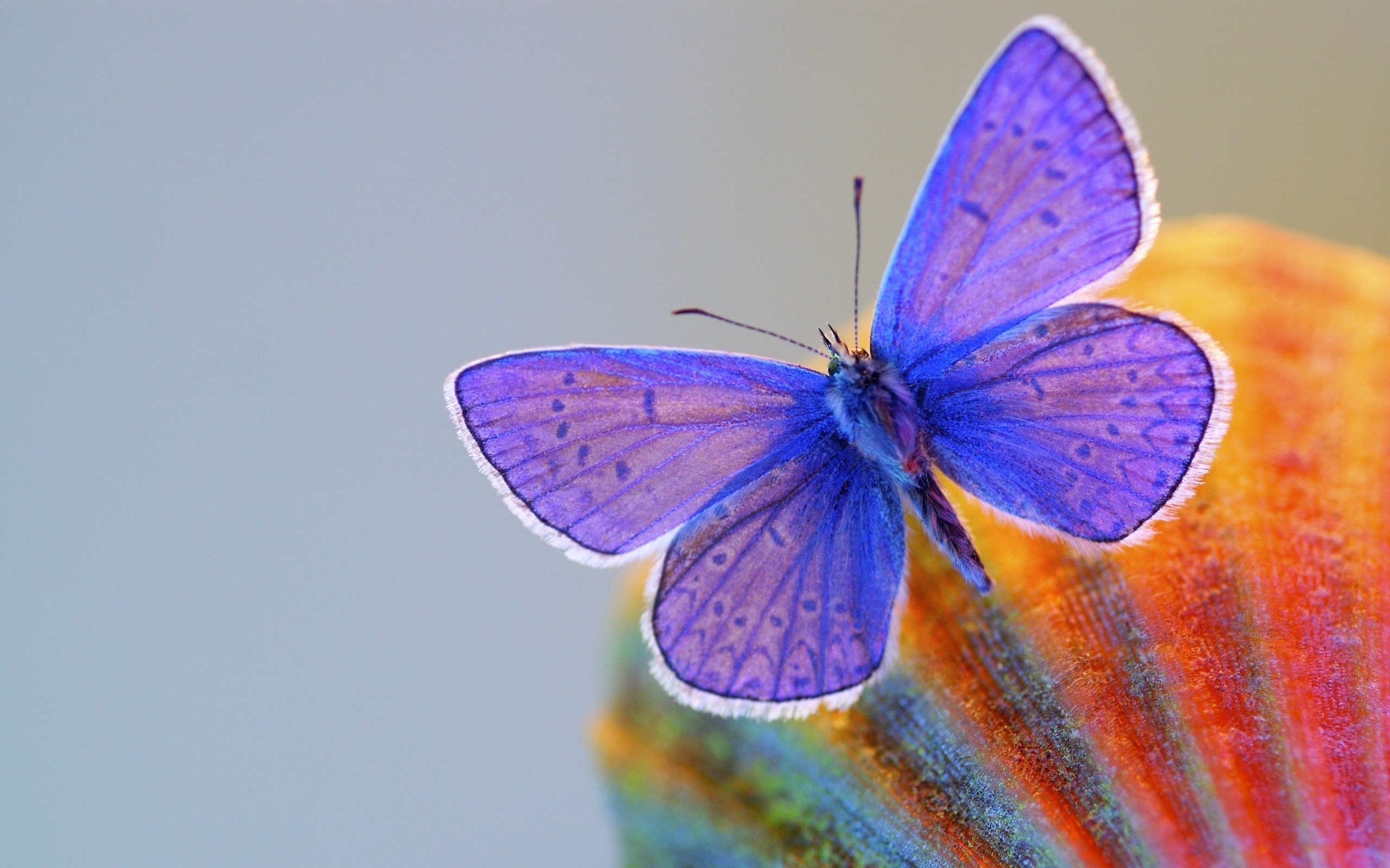 2560x1600 light blue butterfly wallpaper