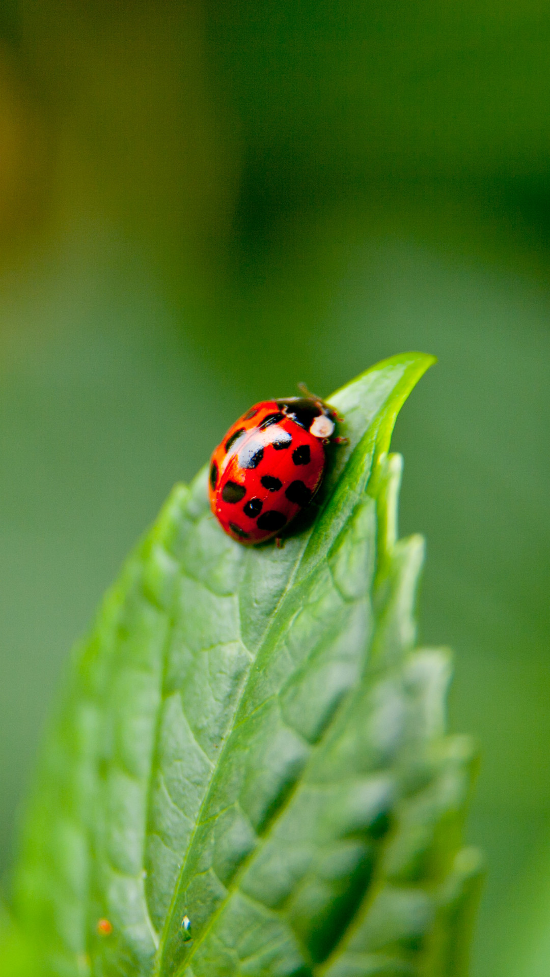 1080x1920 Animal Ladybug Insect Leaf Macro. Wallpaper 701950