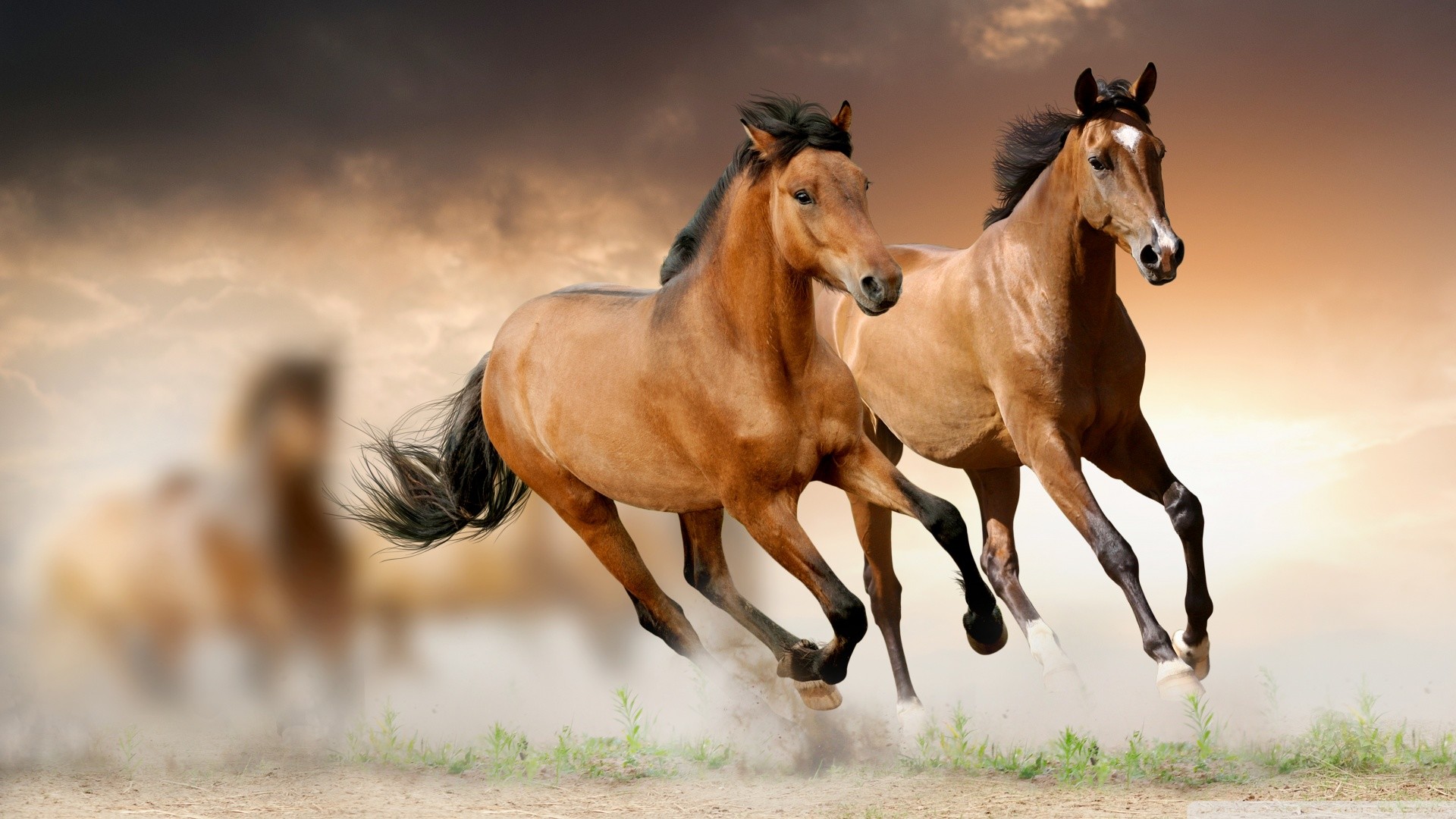 1920x1080 Horses. Horses Wallpaper