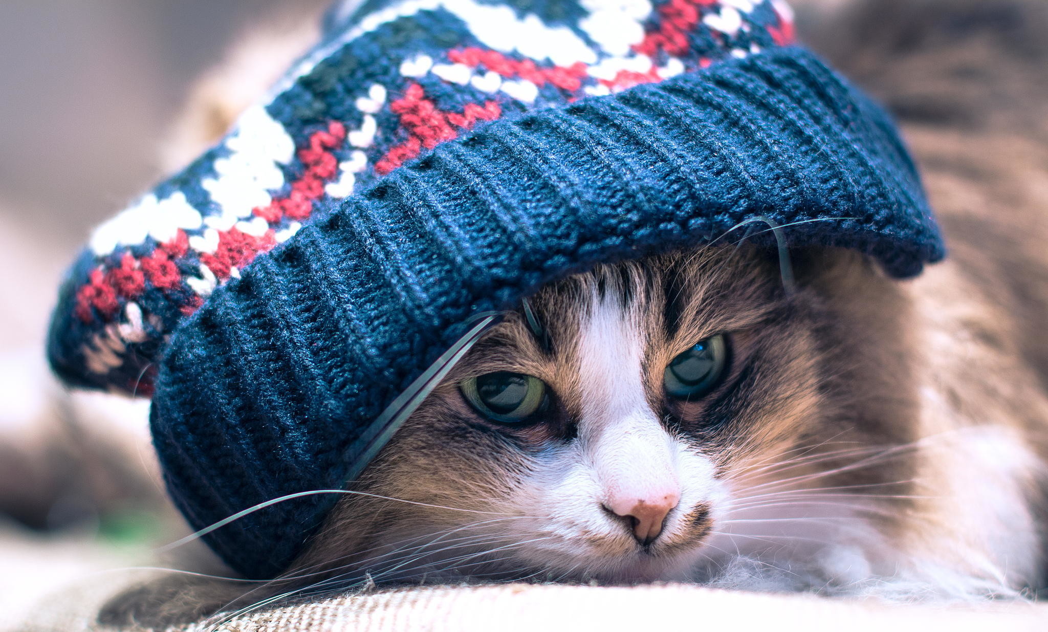 2048x1235 Cool Green Eyed Calico Color Cat Wearing Blue Wool Hat HD wallpaper for free