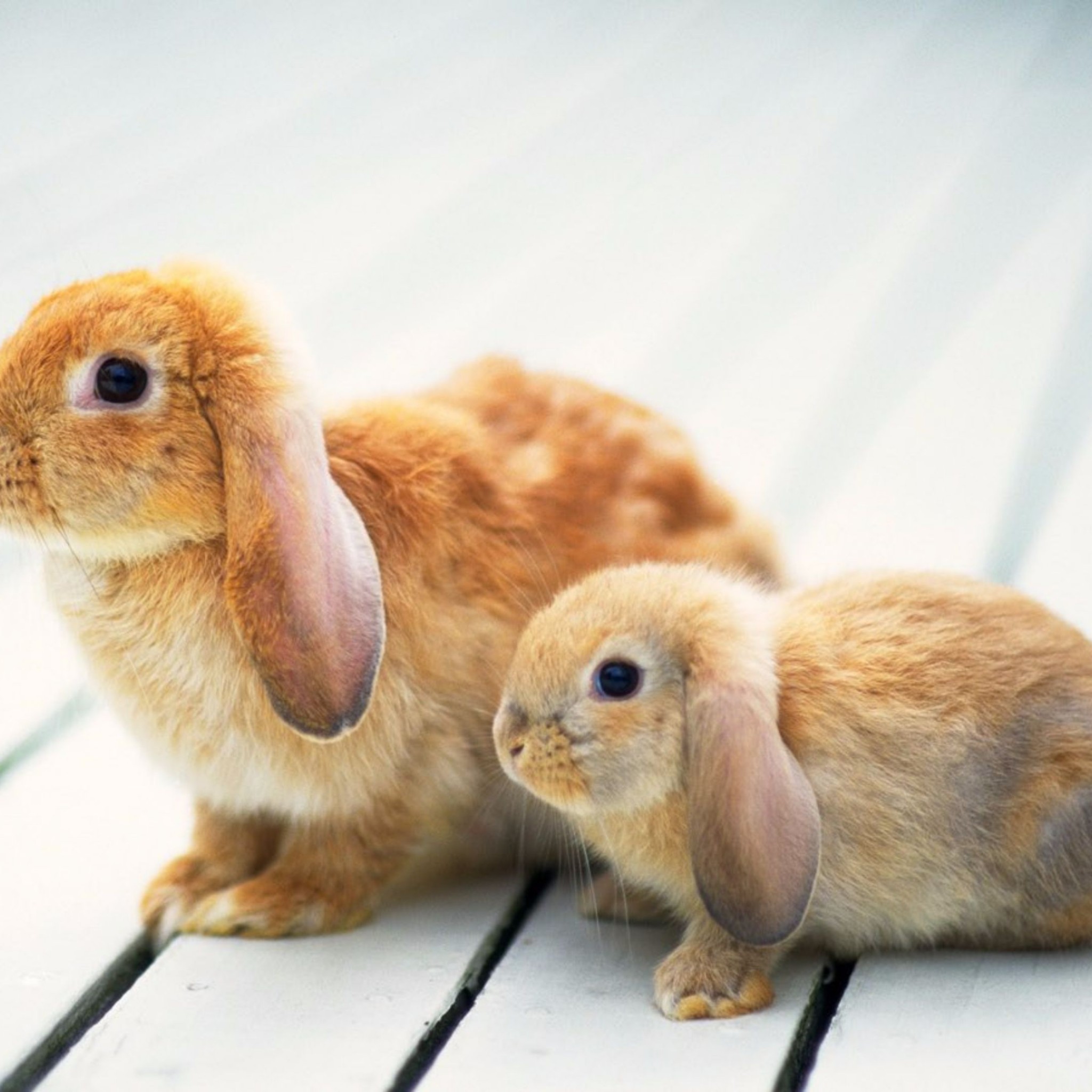 2048x2048 Related to Two Baby Rabbit 4K Wallpaper